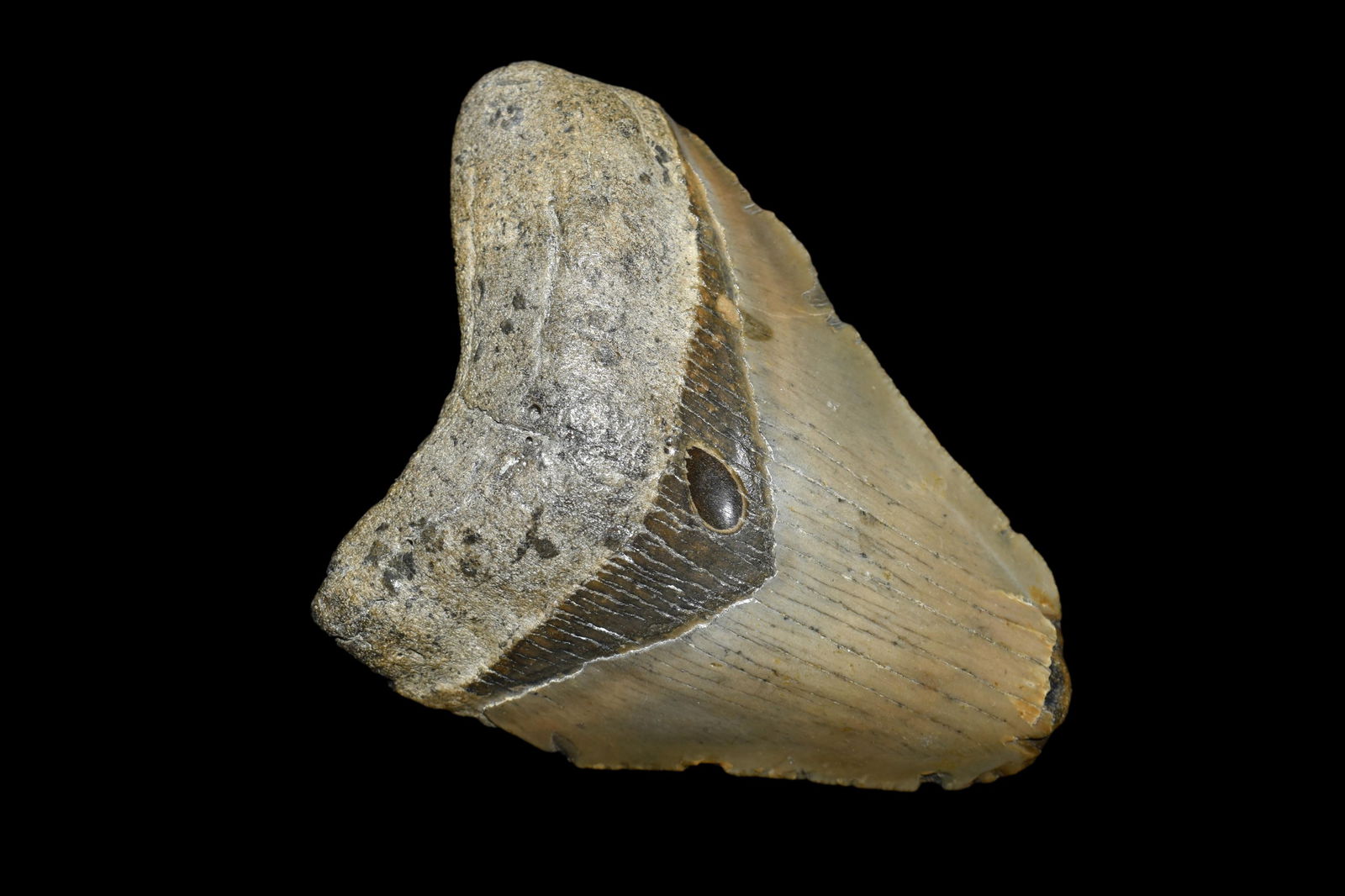 Fossil Prehistoric Megalodon Shark's Tooth: Fossil Prehistoric Megalodon Shark's Tooth