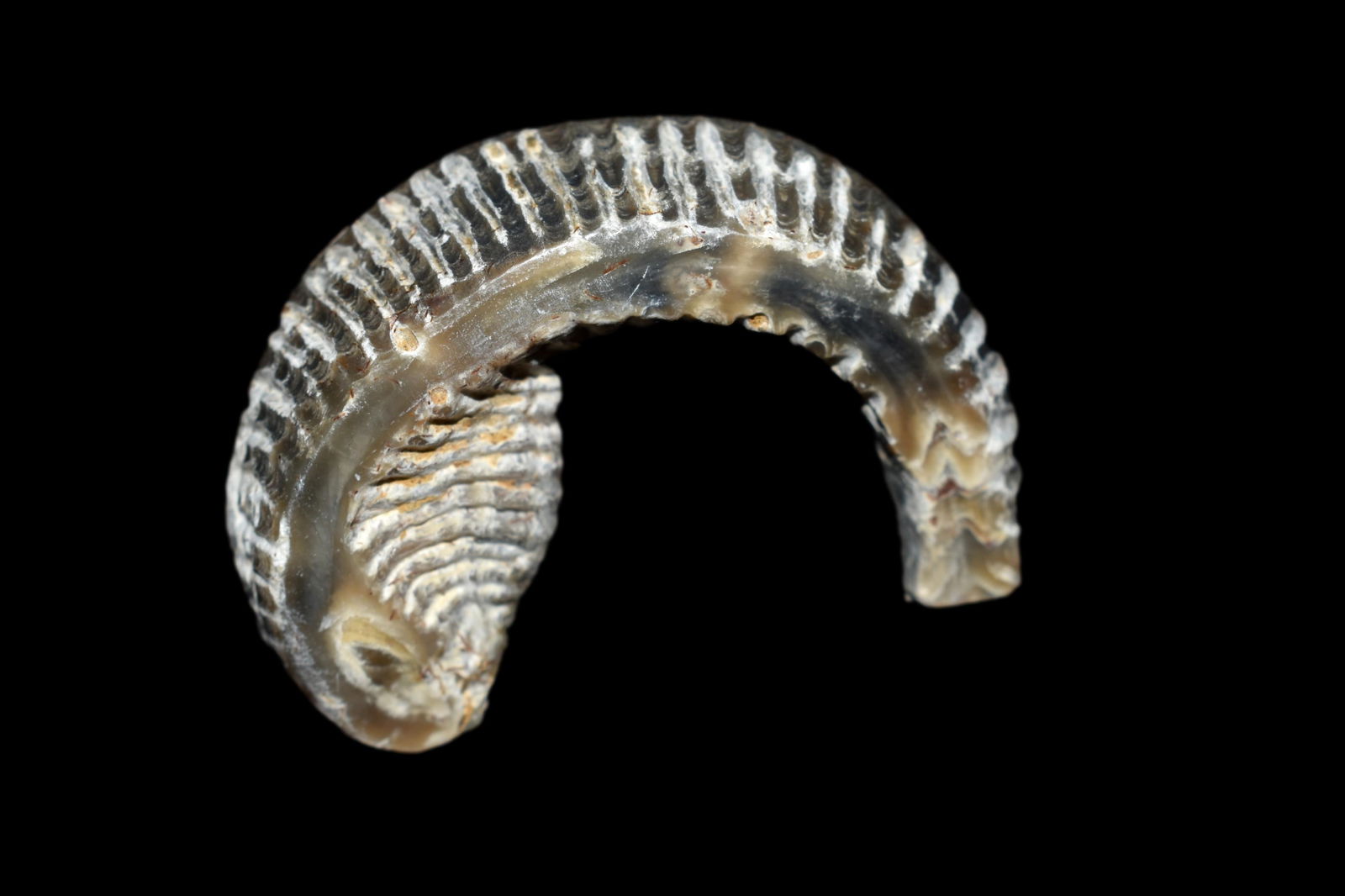 Fossil Trilobite: Fossil Trilobite