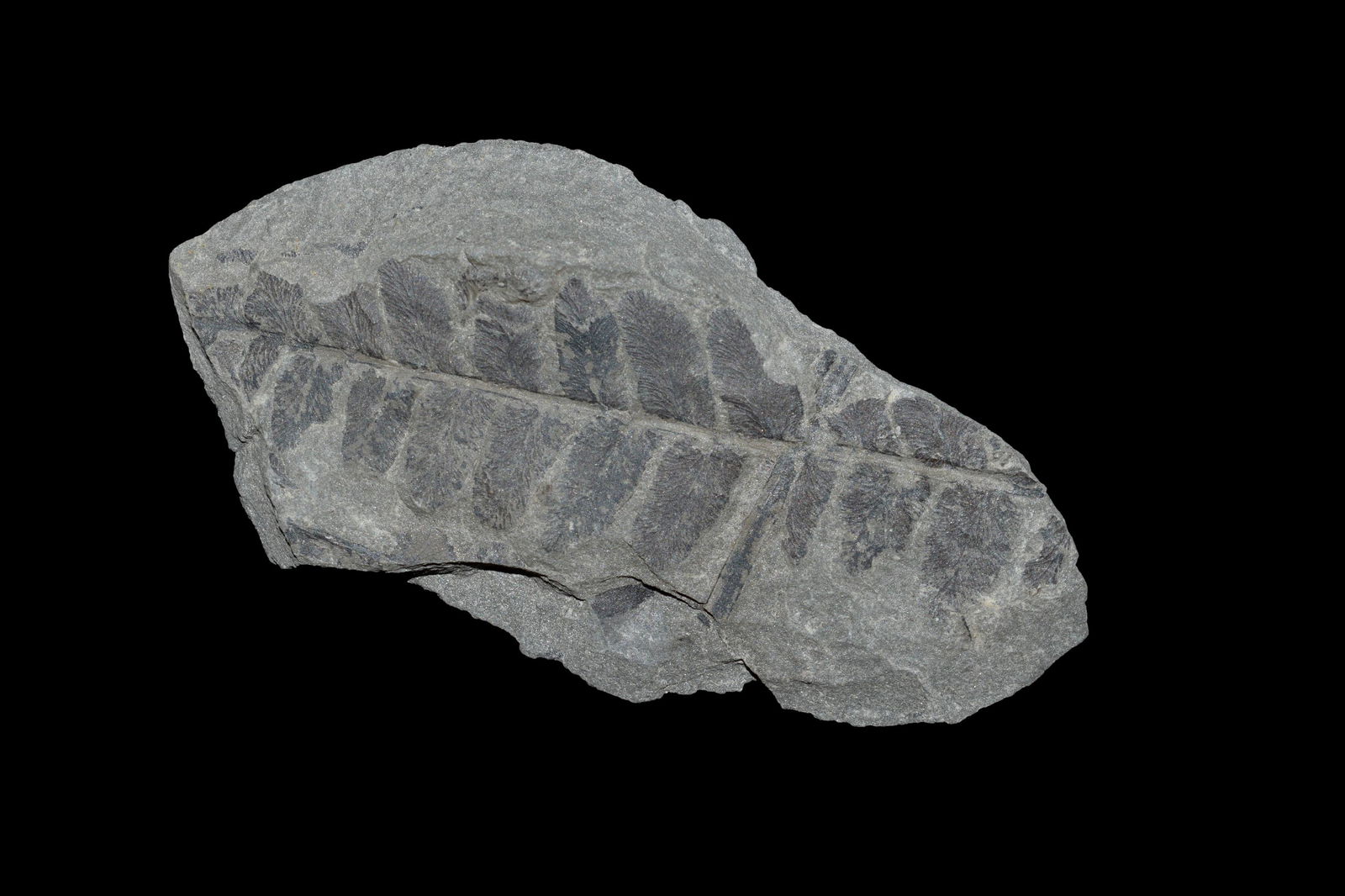 Pennsylvania Leaf Fossil: Pennsylvania Leaf Fossil