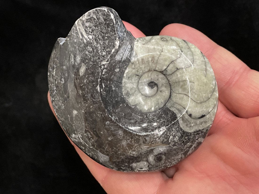 Nicely polished Ammonite fossil: Nicely polished ammmonite fossil