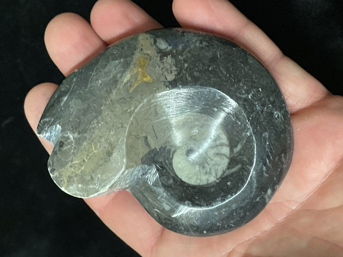 Nicely polished Ammonite fossil 3 3/8": Nicely polished ammonite fossil