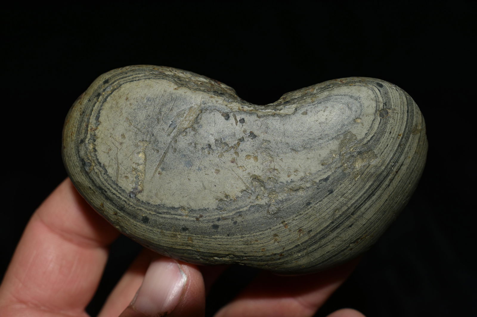 3 3/8" Winged Crescent Bannerstone Davis COA Mercer Co (1 of 11)