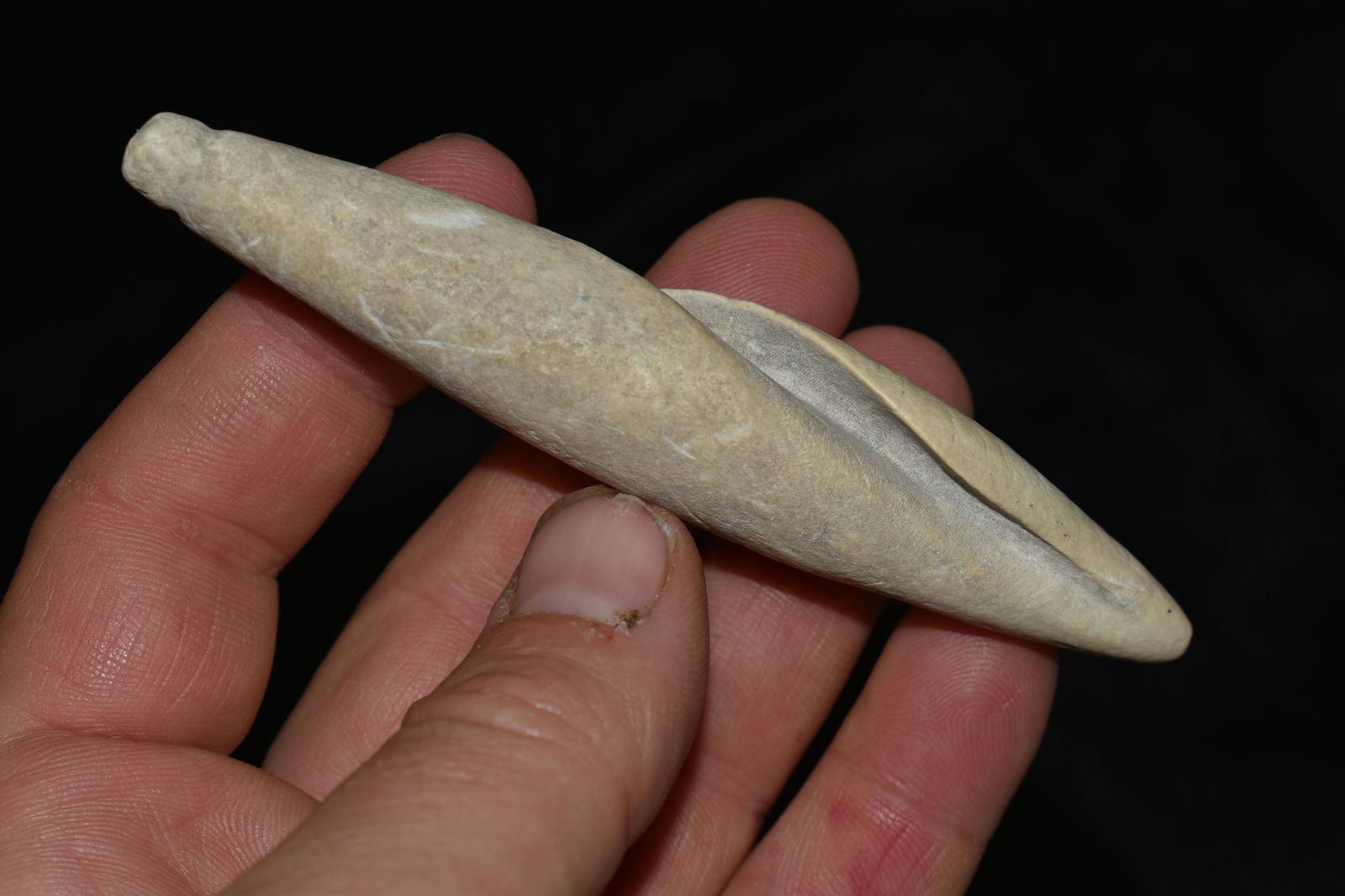 4 1/8" Conch Shell Plummet Hillsborough Co Florida. (1 of 7)