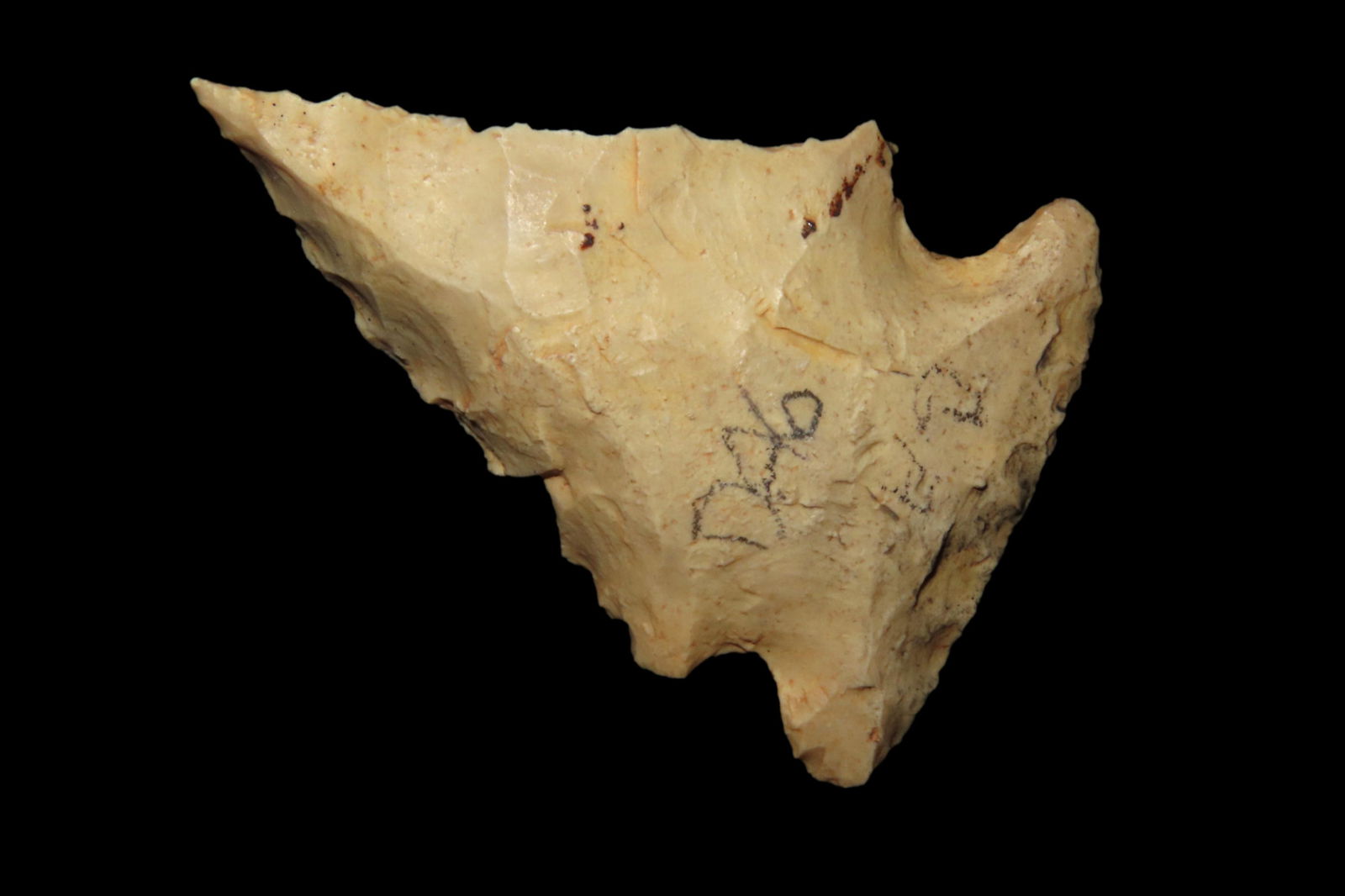 1 5/8" Pine Tree found in South Georgia. (1 of 10)