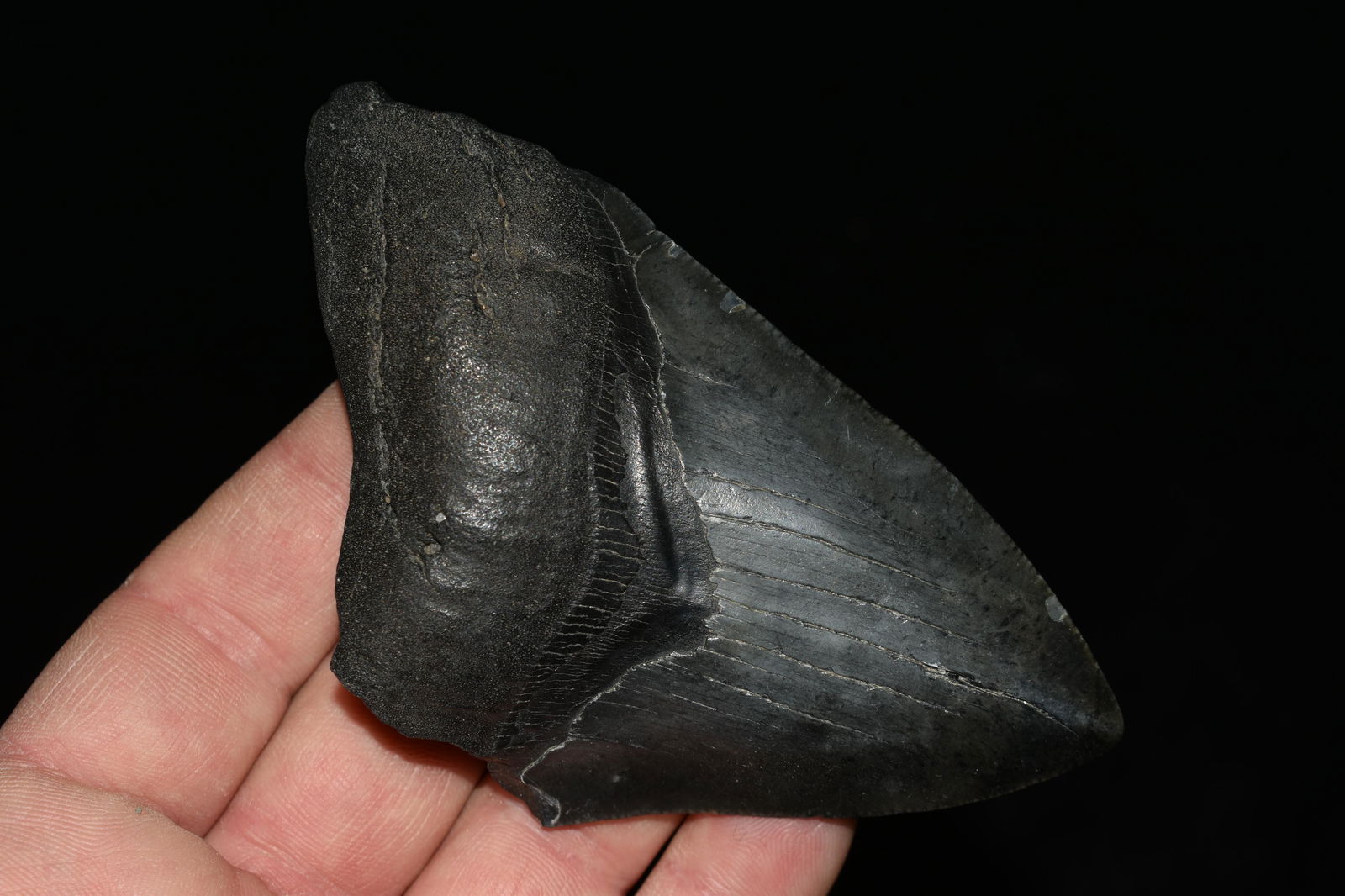 4.1/4" Megalodon Shark Tooth Fossil, South Carolina: 4.1/4" Megalodon Shark Tooth Fossil, South Carolina