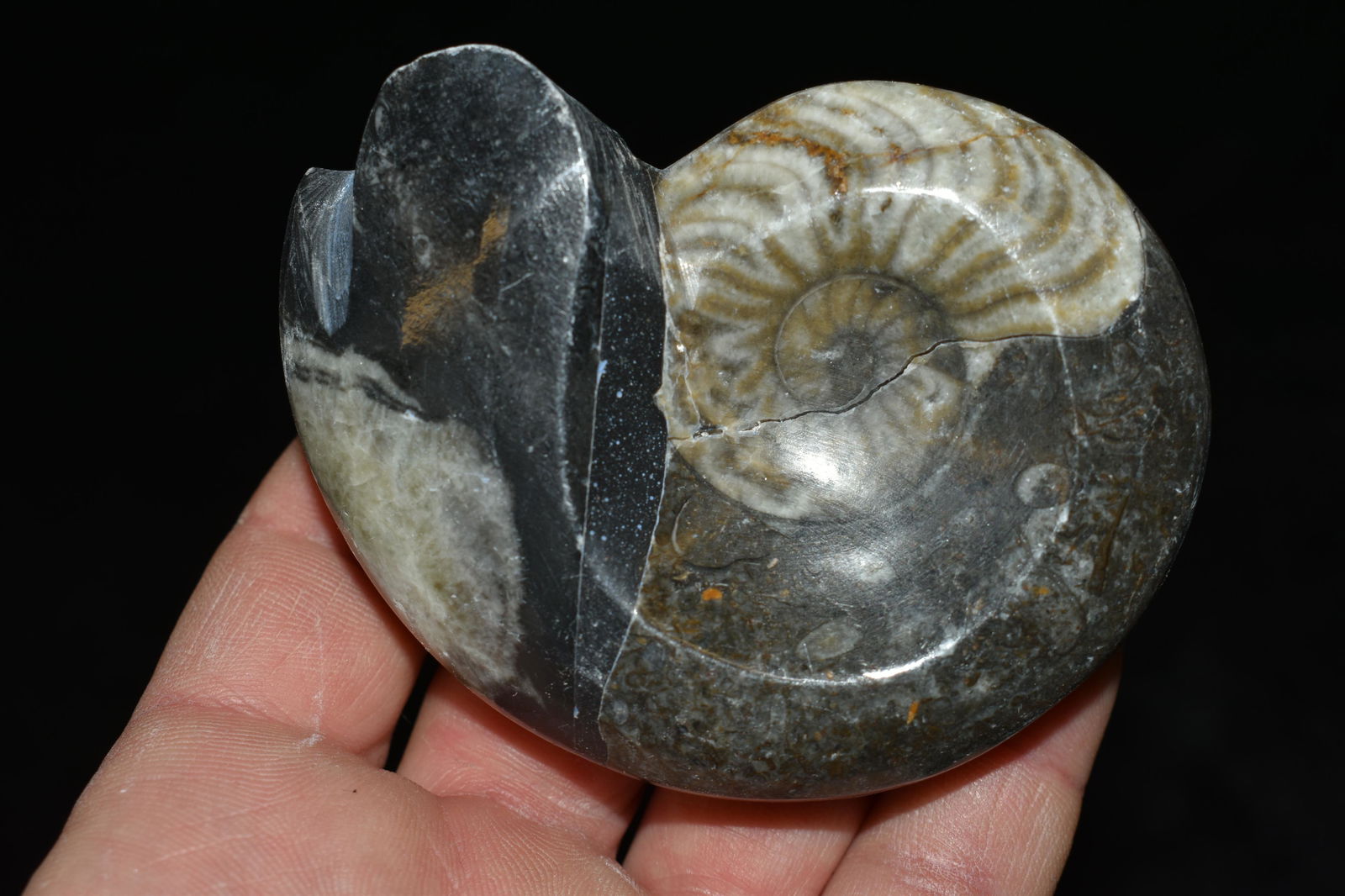 3.1/4" Ammonite Fossil: 3.1/4" Ammonite Fossil