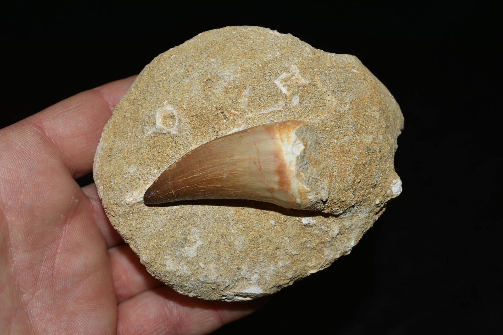 3.1/2" Mosasaurs tooth fossil 85 Million Years Old: Mosasaurs tooth fossil 85 Million Years Old
