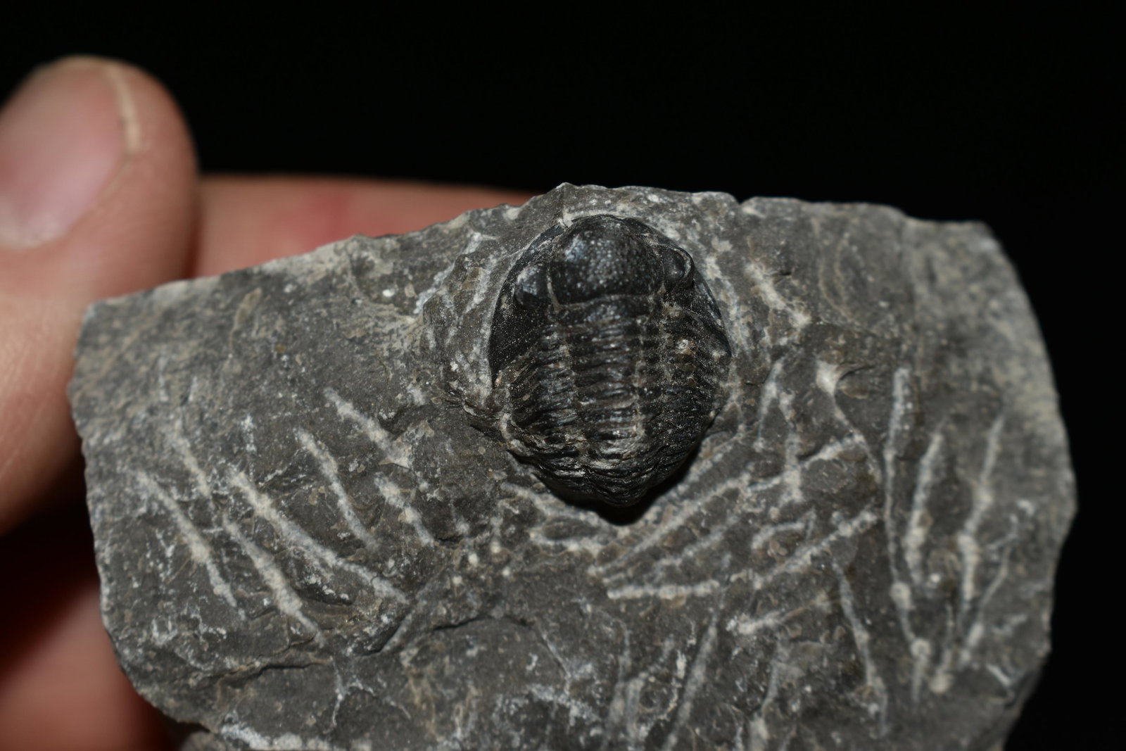 Trilobite Fossil, Africa, in Matrix: Trilobite Fossil, Africa, in Matrix