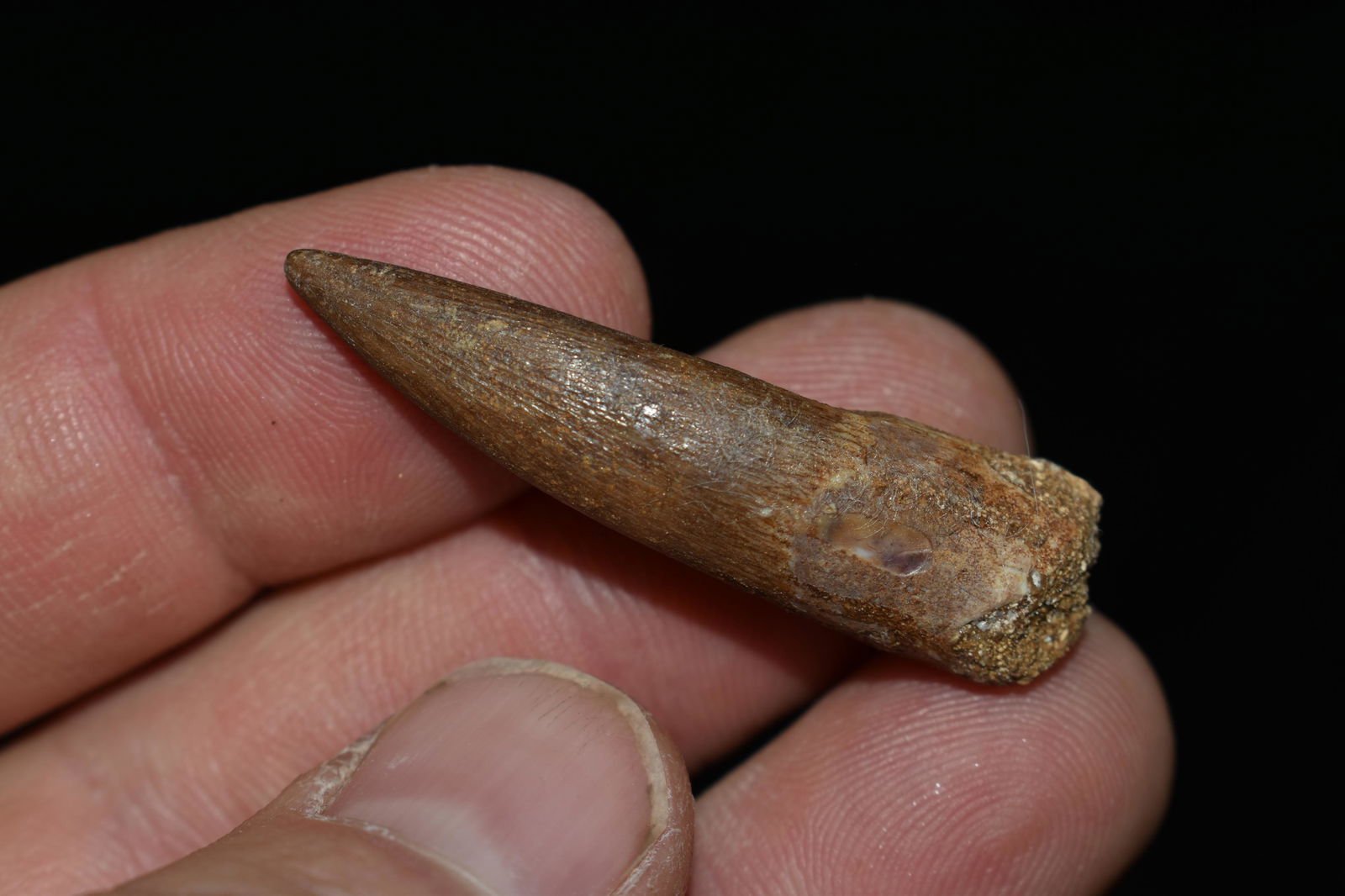 1.5/8" Plesiosaurus Dinosaur Fossil Tooth: Plesiosaurus Dinosaur Fossil ToothPlesiosaurusFrom Wikipedia, the free encyclopediaPlesiosaurusTemporal range: Early Jurassic, 199.6â€“175.6 Ma Preêž’êž’OSDCPTJKPgNPlesiosaurus in Japan.j
