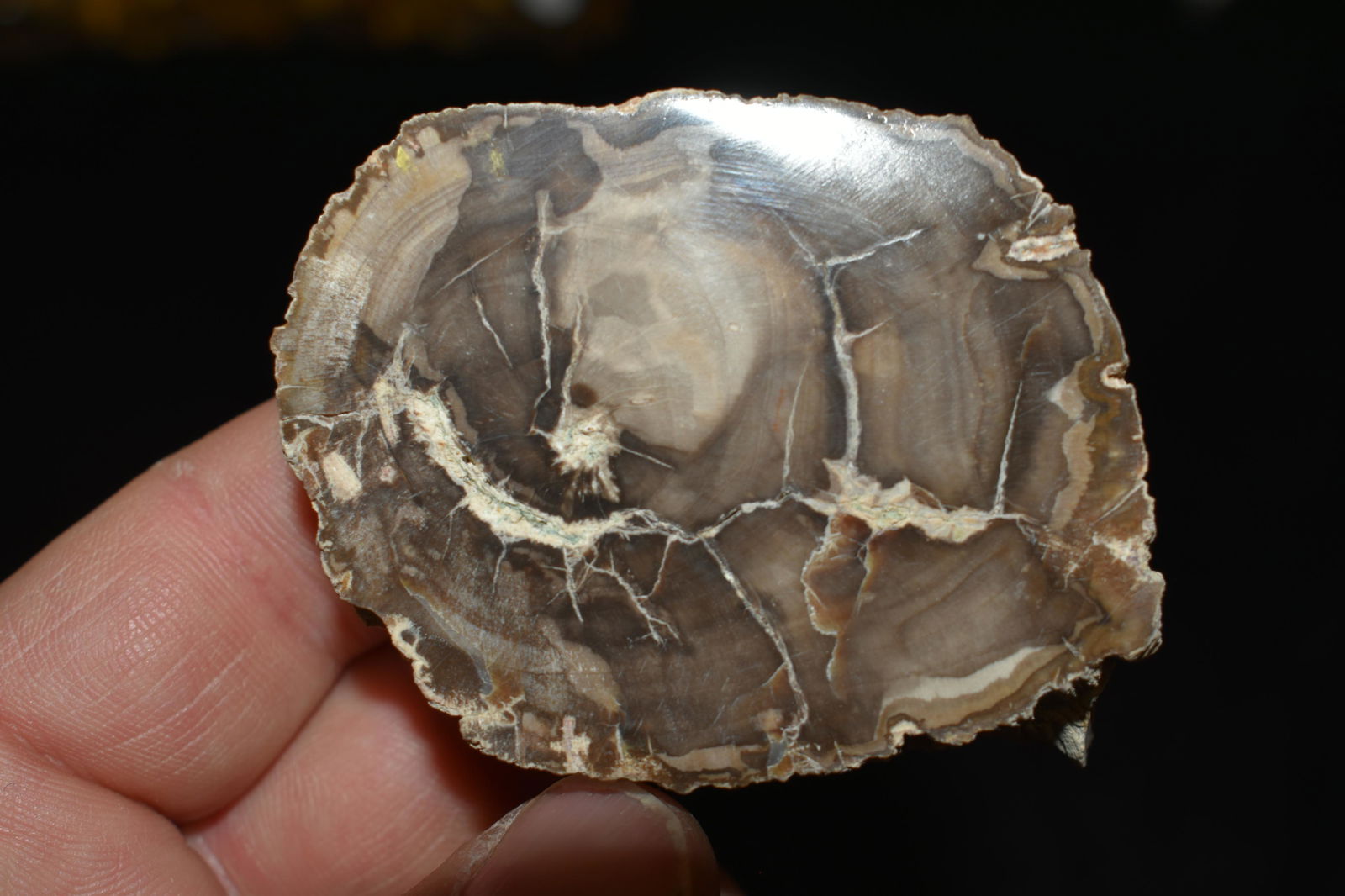 Fine Fossilized Petrified Wood Section, 2.1/4" (1 of 4)