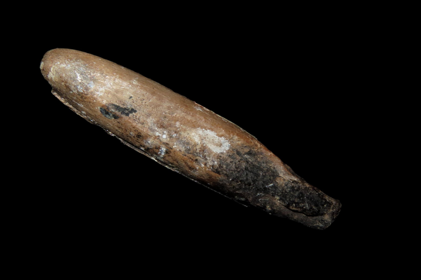 2 1/8" Fossil.: 2 1/8" Fossil.