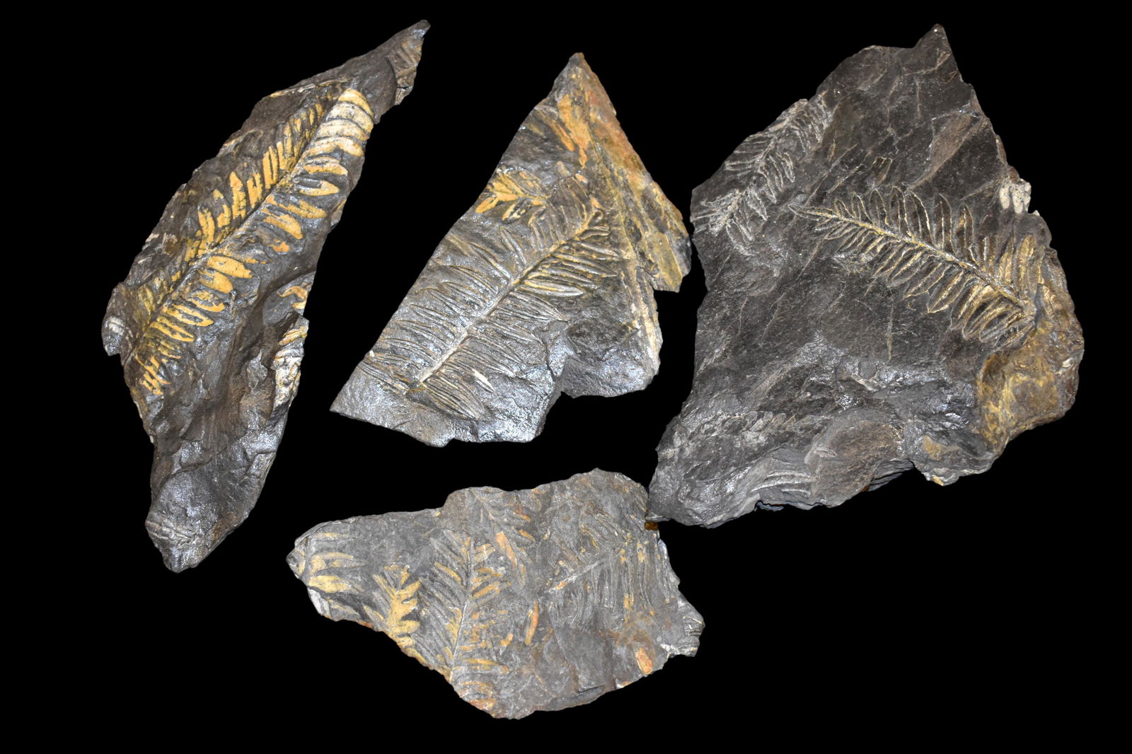 Grouping of 4 Fern Fossils.: Grouping of 4 Fern Fossils.