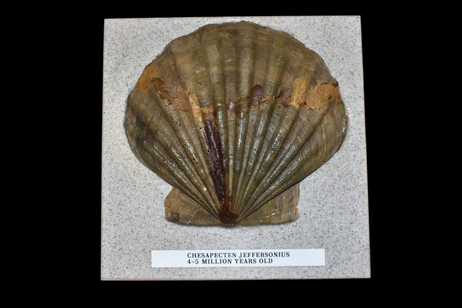 6" Shell Fossil 4-5 million Years old. (1 of 5)