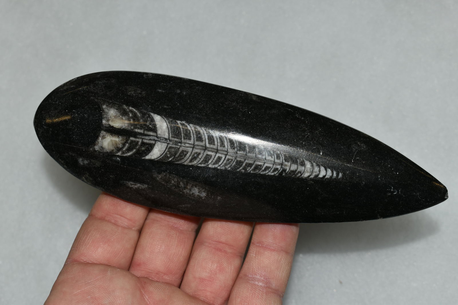 6 1/4" Straight Back Ammonite Fossil, Polished with (1 of 4)