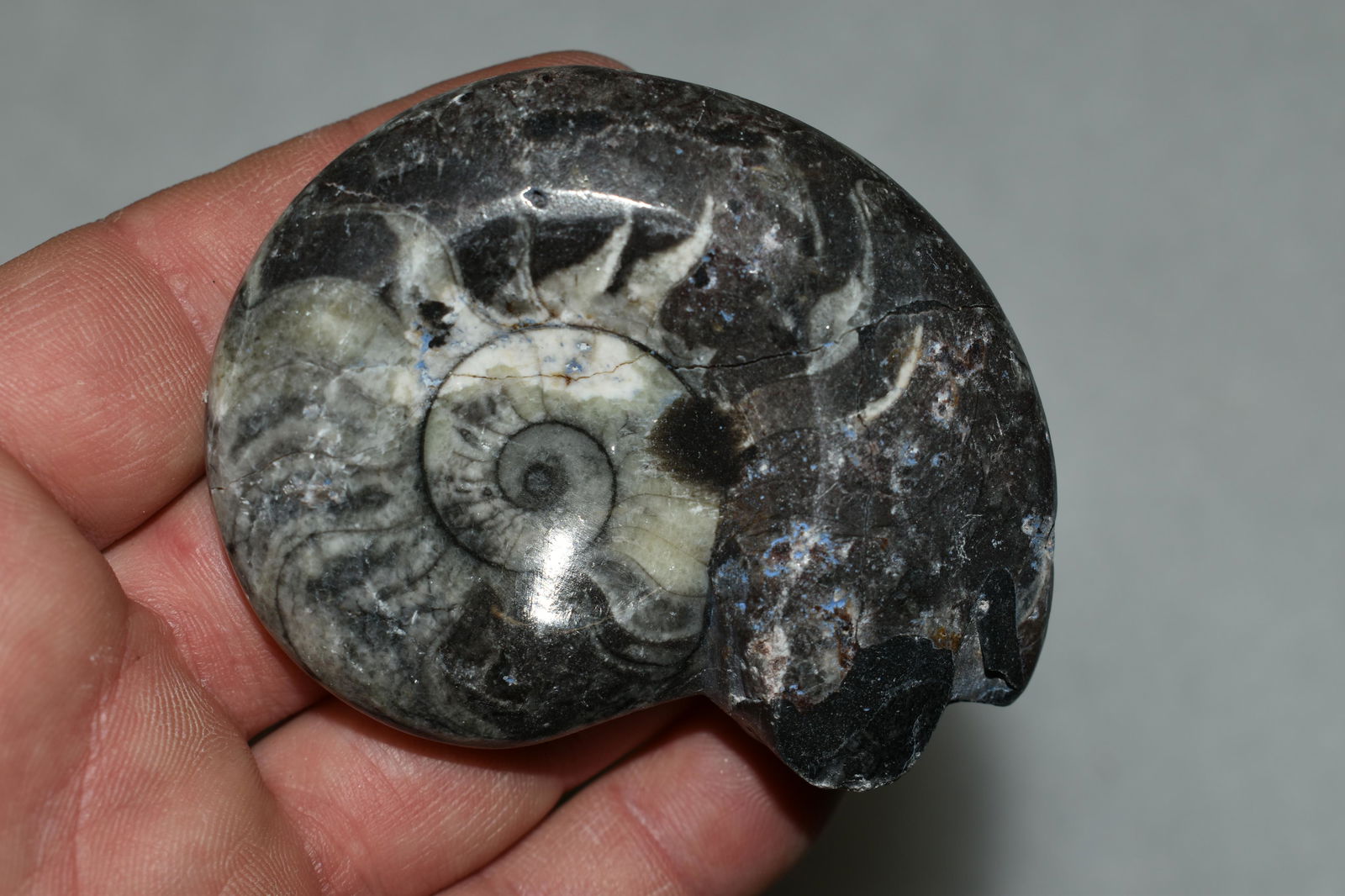 2 7/8" Highly Polished Ammonite Fossil: 2 7/8" Highly Polished Ammonite Fossil