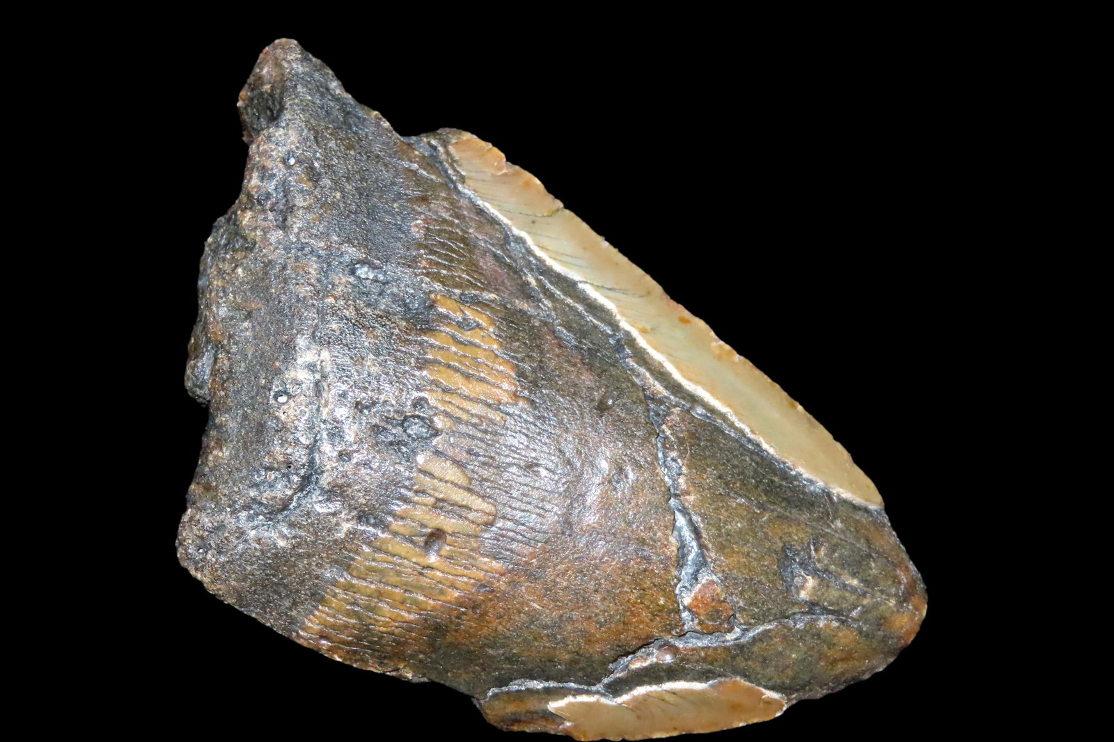 4 3/8" Megaladon Shark Tooth Fossil, South Carolina: 4 3/8" Megaladon Shark Tooth Fossil, South Carolina Megalodon (Otodus megalodon), meaning "big tooth", is an extinct species of mackerel shark that lived approximately 23 to 3.6 million years ago.