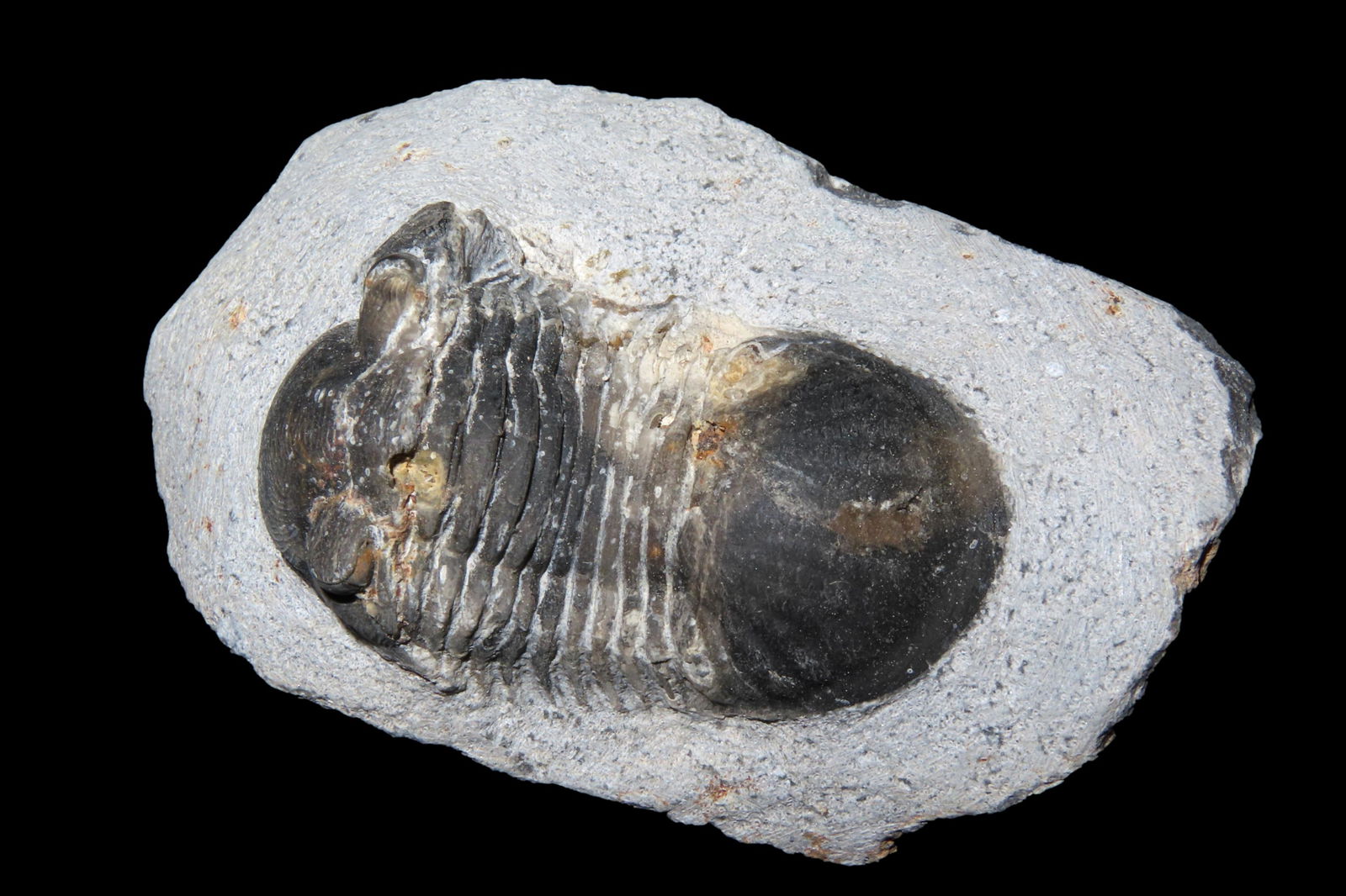 Trilobite Fossil: Trilobite Fossil