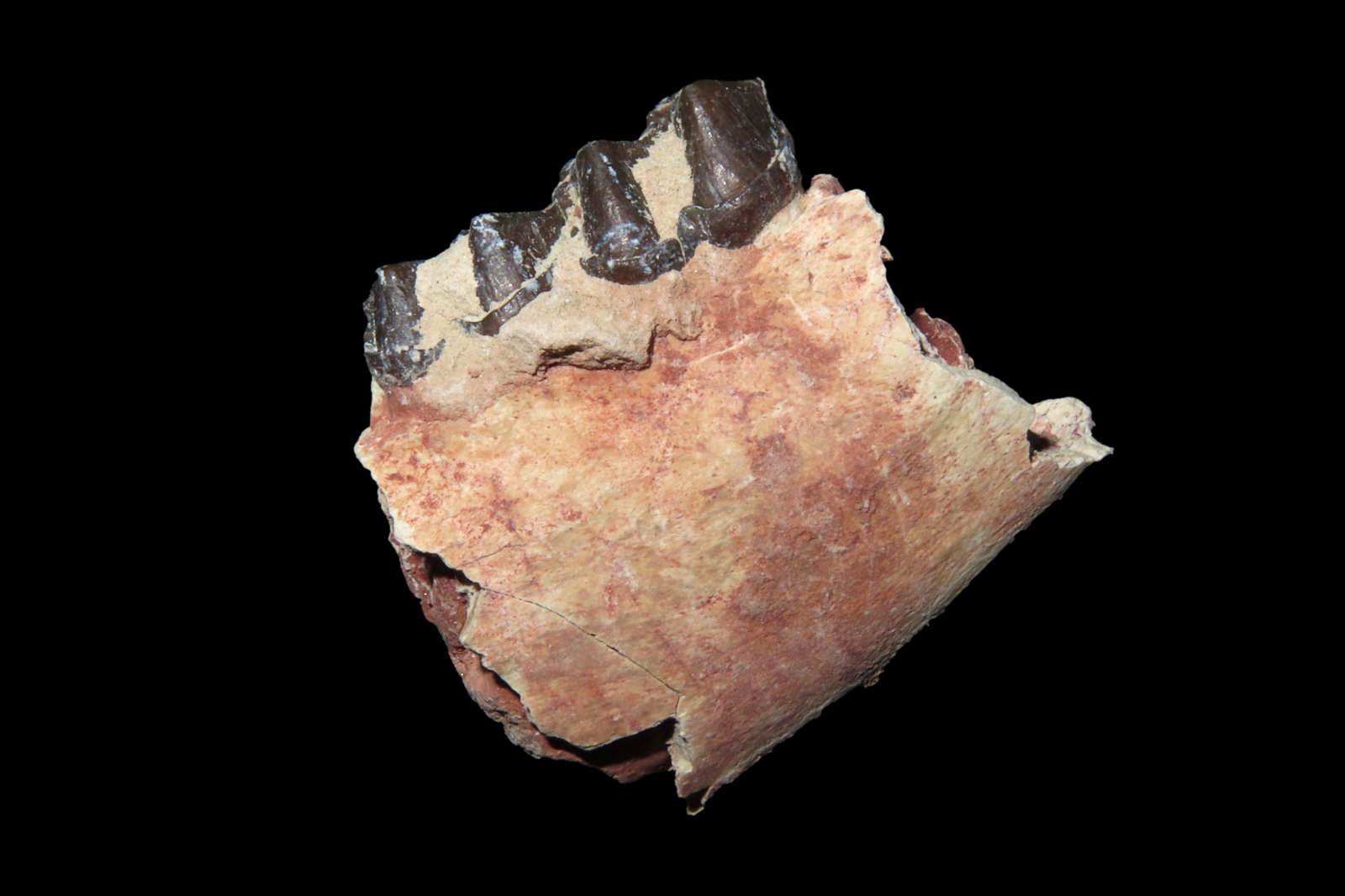 Mammal Teeth Fossil: Mammal Teeth Fossil