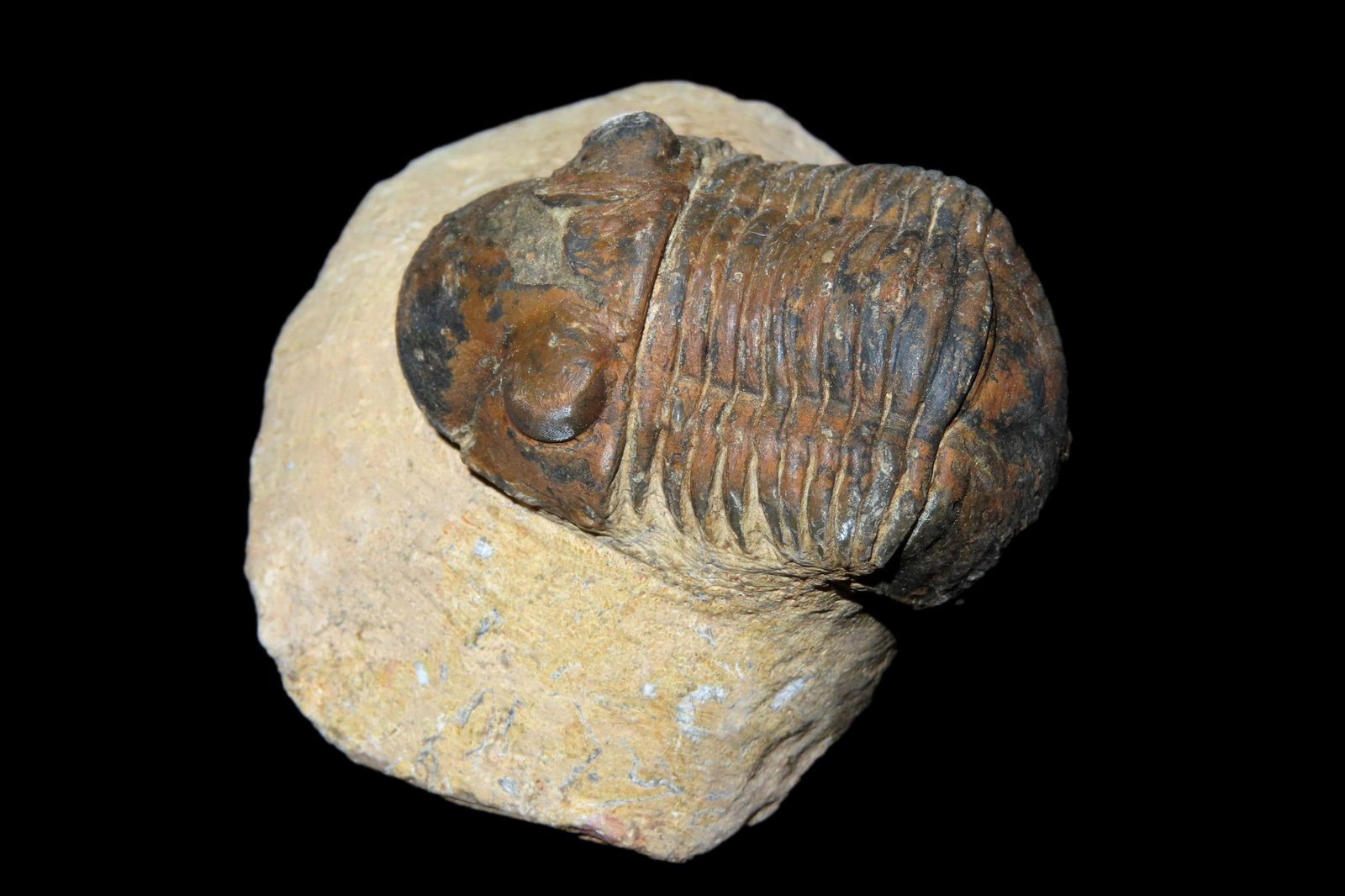 Trilobite Fossil: Trilobite Fossil