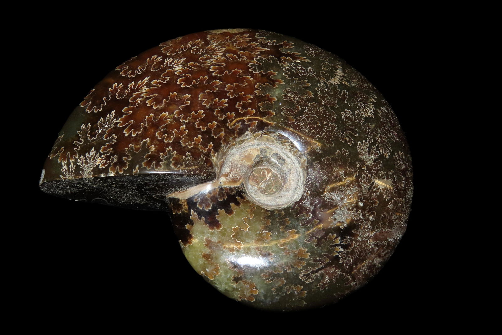 4 5/8" Ammonite Fossil, Super Color and Polish: 4 5/8" Ammonite Fossil, Super Color and Polish
