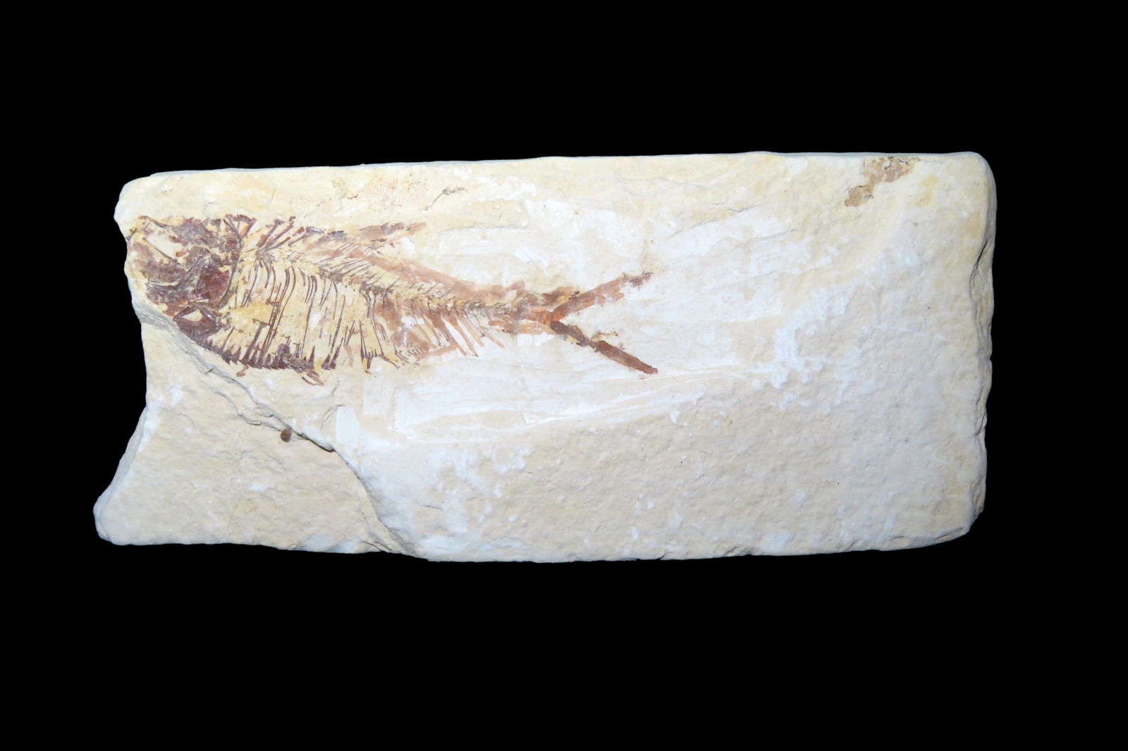 Fish Fossil: Fish Fossil