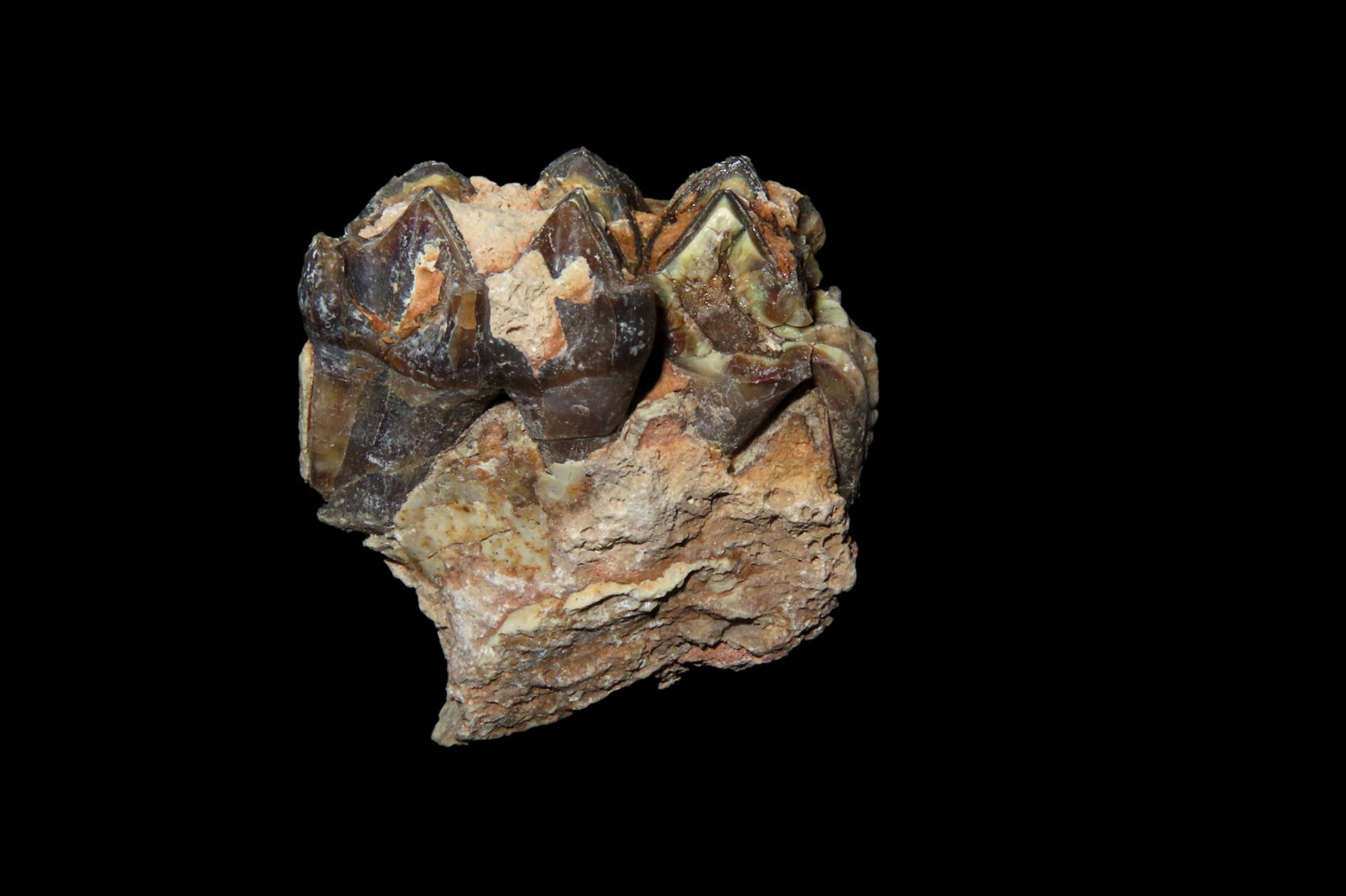 Mammal Teeth Fossil: Mammal Teeth Fossil