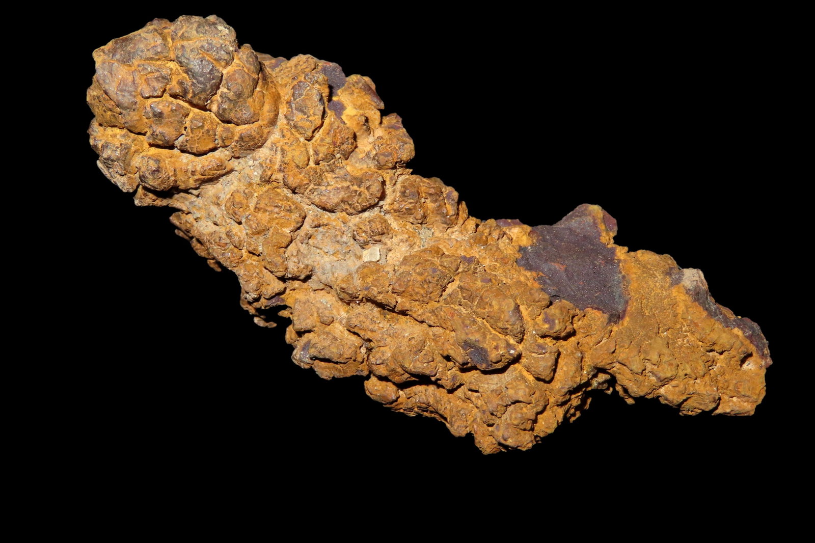 Coprolite, Fossilized Dinosaur Dung: Coprolite, Fossilized Dinosaur Dung
