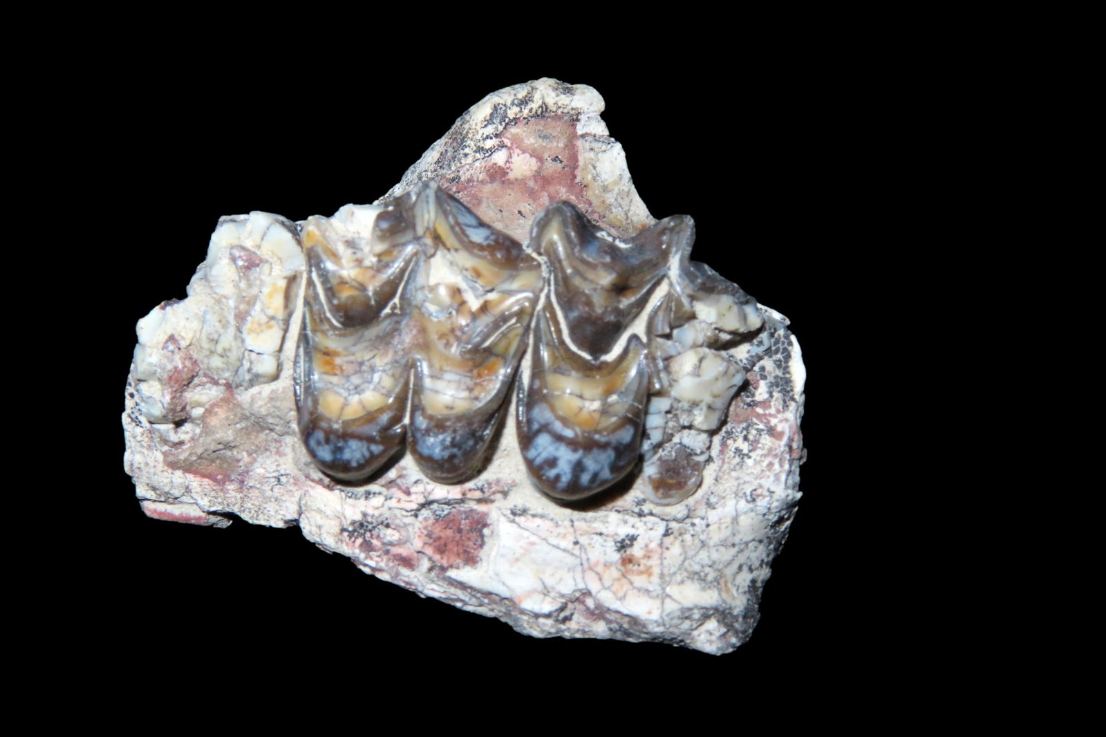 Mammal Teeth Fossil: Mammal Teeth Fossil