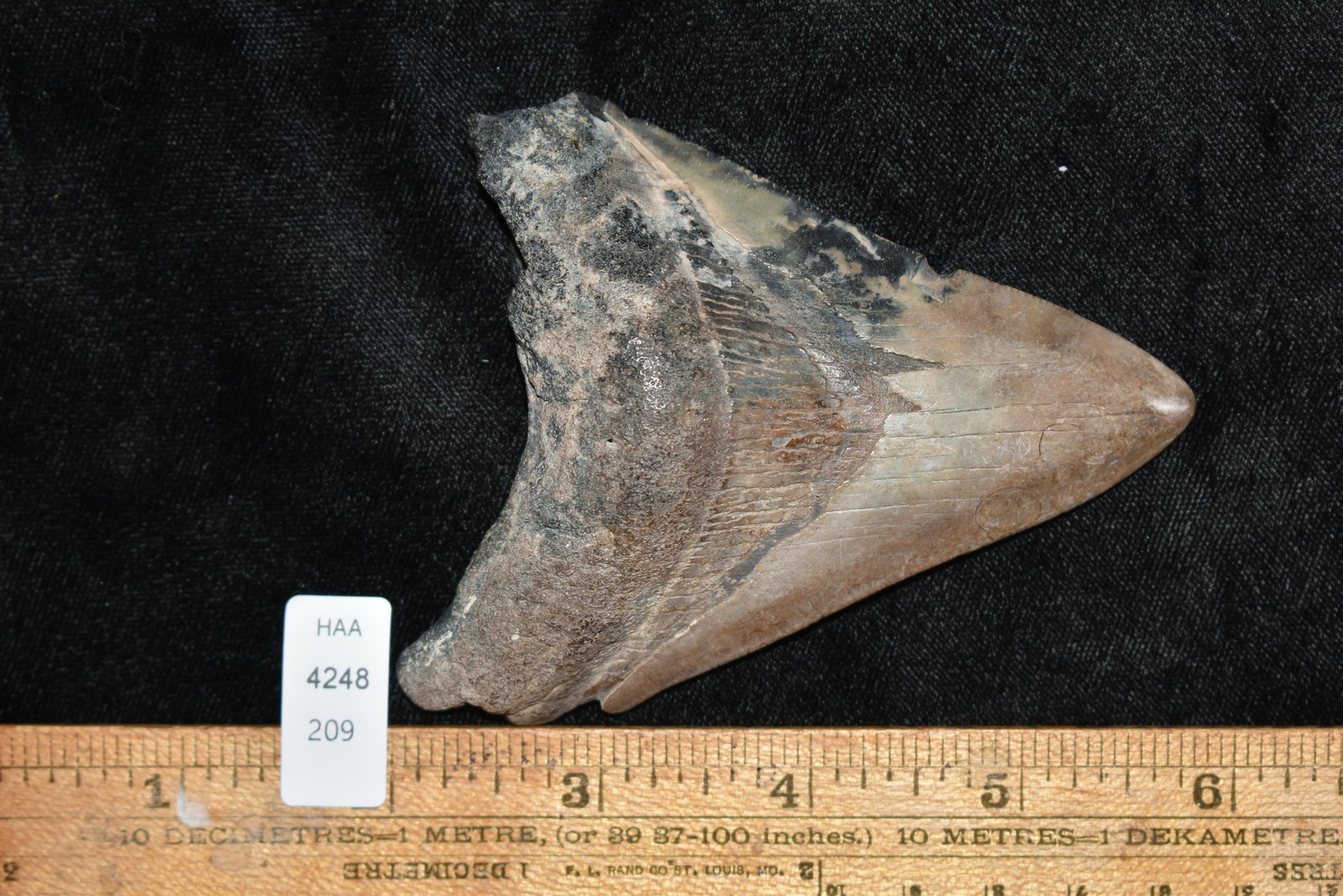 3 1/8x3 1/8" Prehistoric Megalodon Tooth found in Florida.: 3 1/8x3 1/8" Prehistoric Megalodon Tooth found in Florida.
