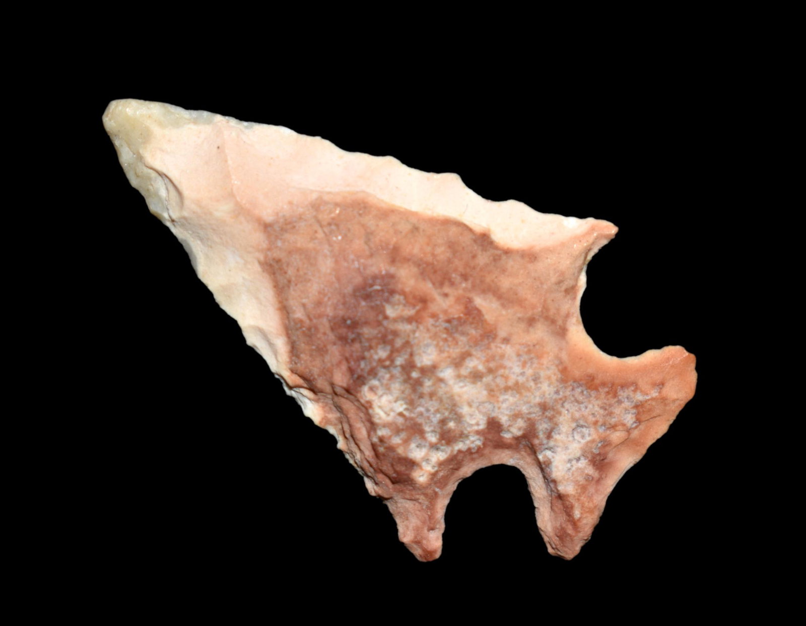 COLORFUL SCALLORN BIRD POINT FOUND IN BENTON COUNTY MISSOURI, 1 1/8" LONG, GREAT EXAMPLE, INDIAN (1 of 5)