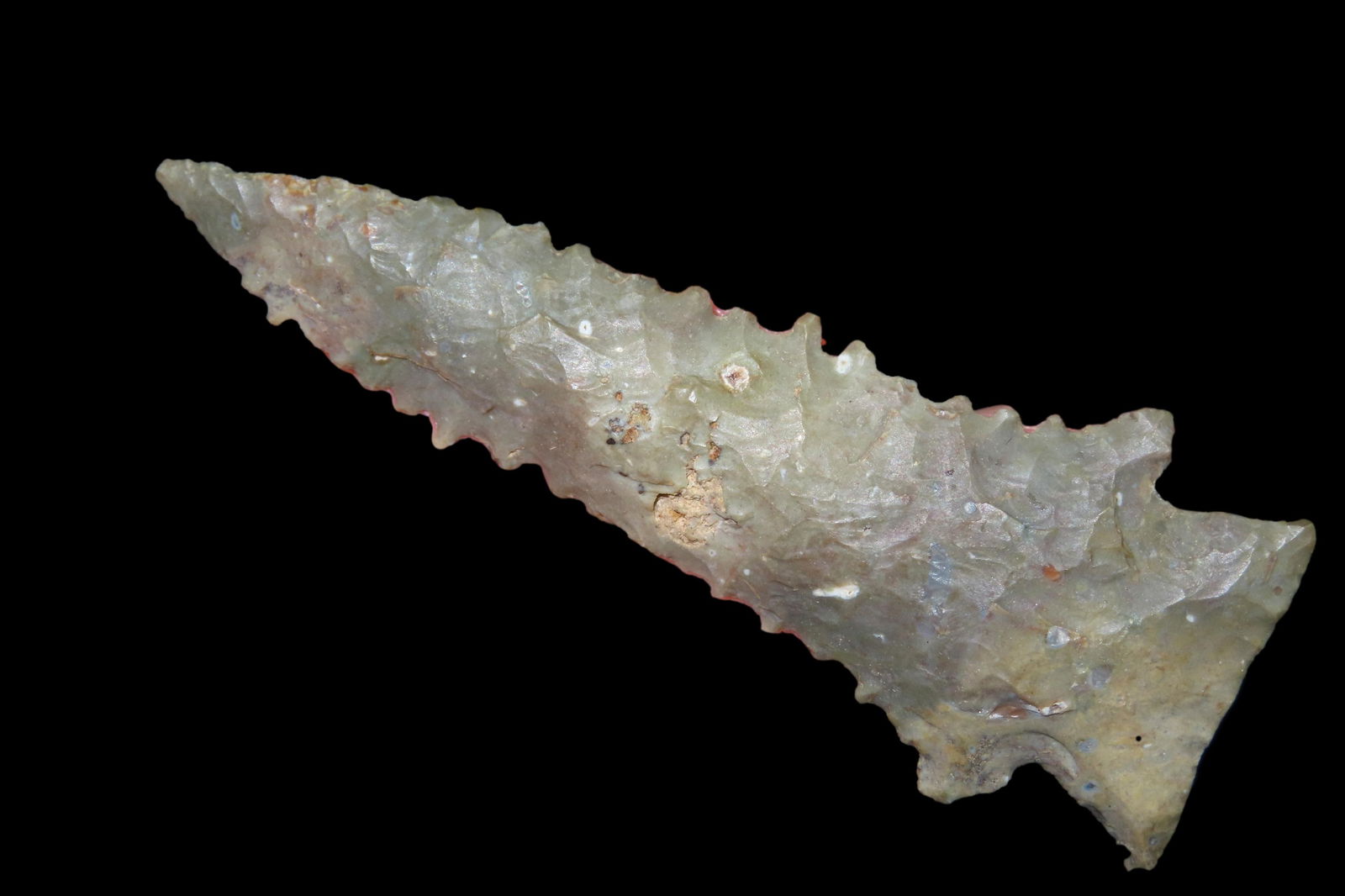 PHENOMENAL 3 5/16" SERRATED PINETREE FOUNF IN CLARK COUNTY KENTUCKY, AMAZING SERRATIONS, NICE LARGE (1 of 4)