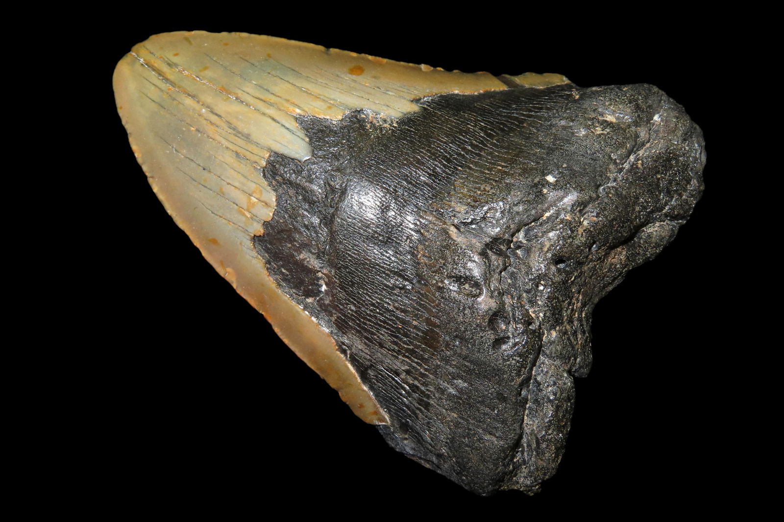 HUGE 5 1/2" MEGALODON SHARK TOOTH FOSSIL, 3.5-23 MILLION YEARS OLD, FOUND OFF THE CAROLINAS COAST,: HUGE 5 1/2" MEGALODON SHARK TOOTH FOSSIL, 3.5-23 MILLION YEARS OLD, FOUND OFF THE CAROLINAS COAST, ALL ORIGINAL, NO REPAIRS
