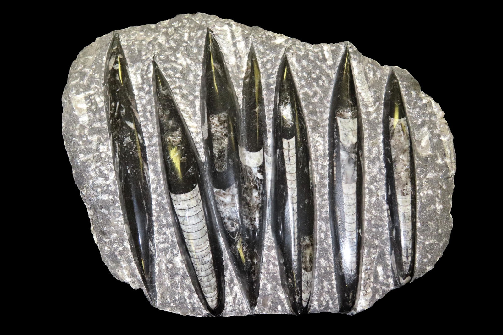 12" LONG ORCHOCERAS FOSSIL PLATE WITH NUMEROUS FOSSILS, NICE LARGE EXAMPLE, DISPLAYS WELL: 12" LONG ORCHOCERAS FOSSIL PLATE WITH NUMEROUS FOSSILS, NICE LARGE EXAMPLE, DISPLAYS WELL