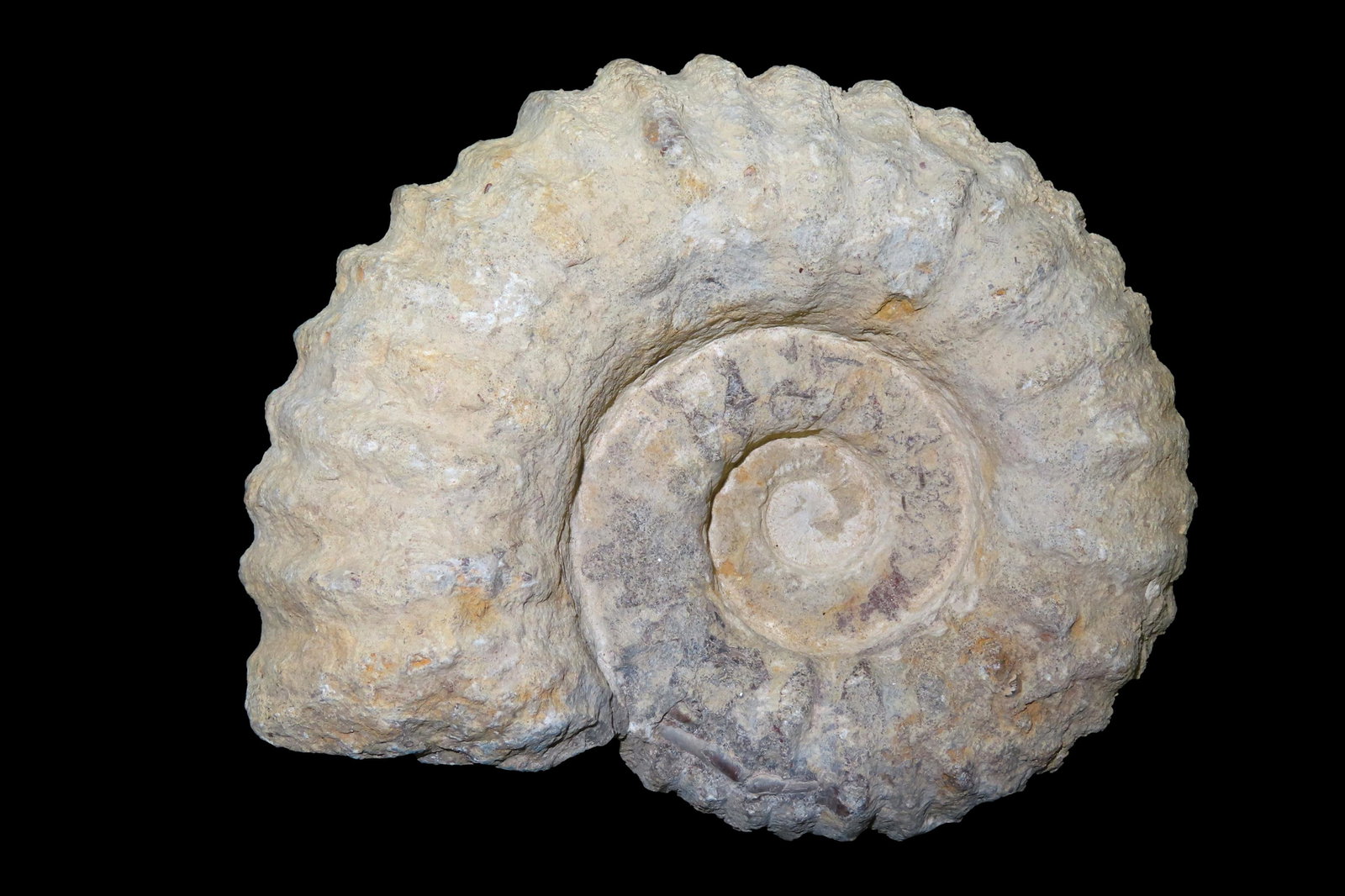HUGE 7 1/2" AMMONITE SHELL FOSSIL, VERY LARGE EXAMPLE, DISPLAYS WELL (1 of 5)