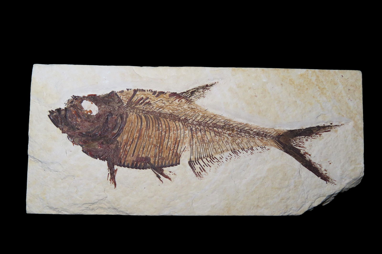 INCREDIBLE LARGE FISH FOSSIL FROM THE GREEN RIVER FORMATION IN WYOMING, APPROXIMATELY 48-53 MILLION (1 of 4)