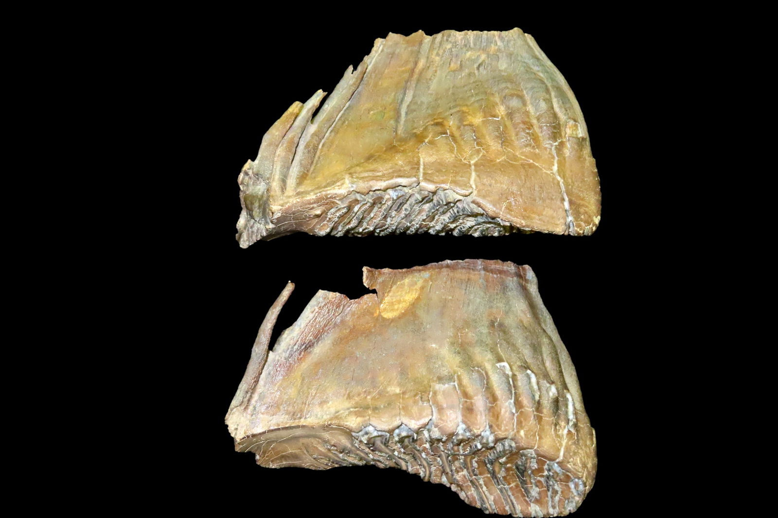 INCREDIBLE MATCHING PAIR OF 8 1/2" LONG MAMMOTH TOOTH / TEETH FOSSILS,RARE SET, NO RESTORATION, BUT: INCREDIBLE MATCHING PAIR OF 8 1/2" LONG MAMMOTH TOOTH / TEETH FOSSILS,RARE SET, NO RESTORATION, BUT HAS BEEN PRESERVED