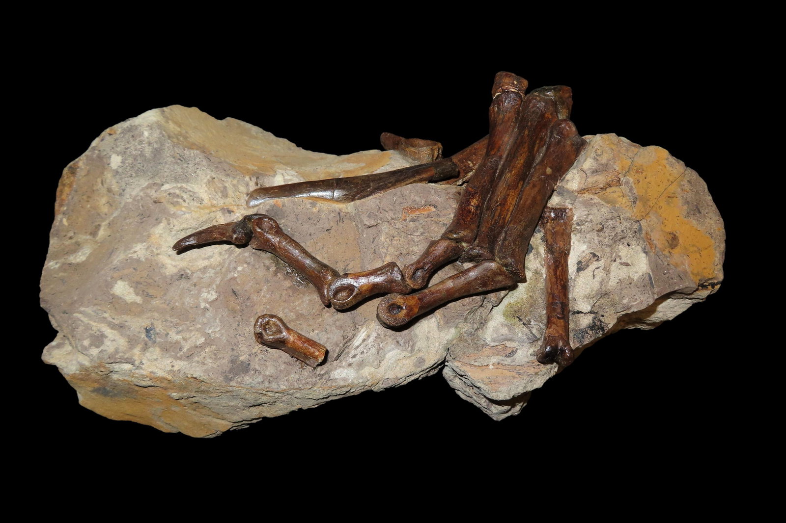 Oviraptor hand/claw and associated vertebrae.   Cretaceous, 65 Million Years Ago, (MYA),  Lightly (1 of 4)