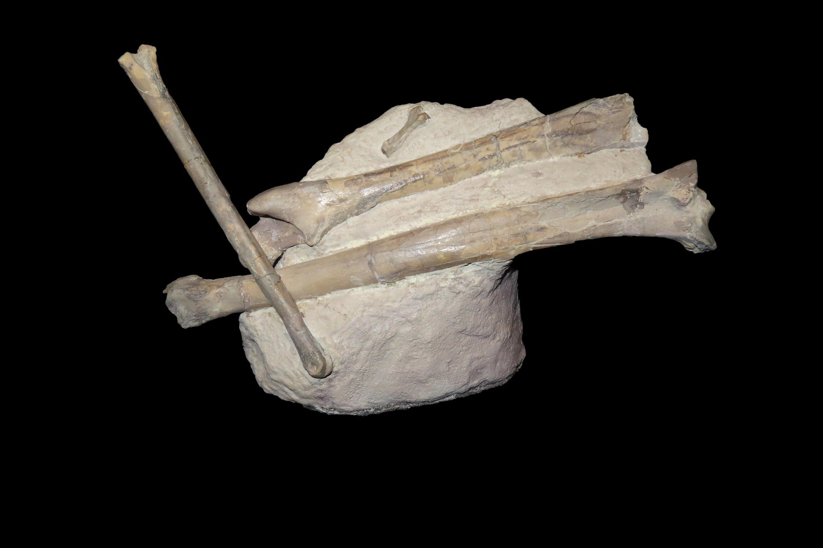 Exquisite, decorative Oreodont leg bones,   Prepared by Michael Davis, Oligocene,   35 Million Years (1 of 5)