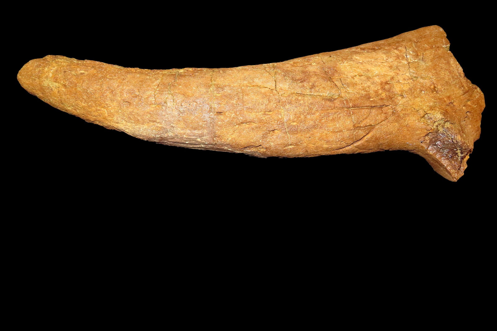 Juvenile Triceratops, horridus, horn.    Very hard-to-find item with part of the eye socket.   Hell (1 of 6)