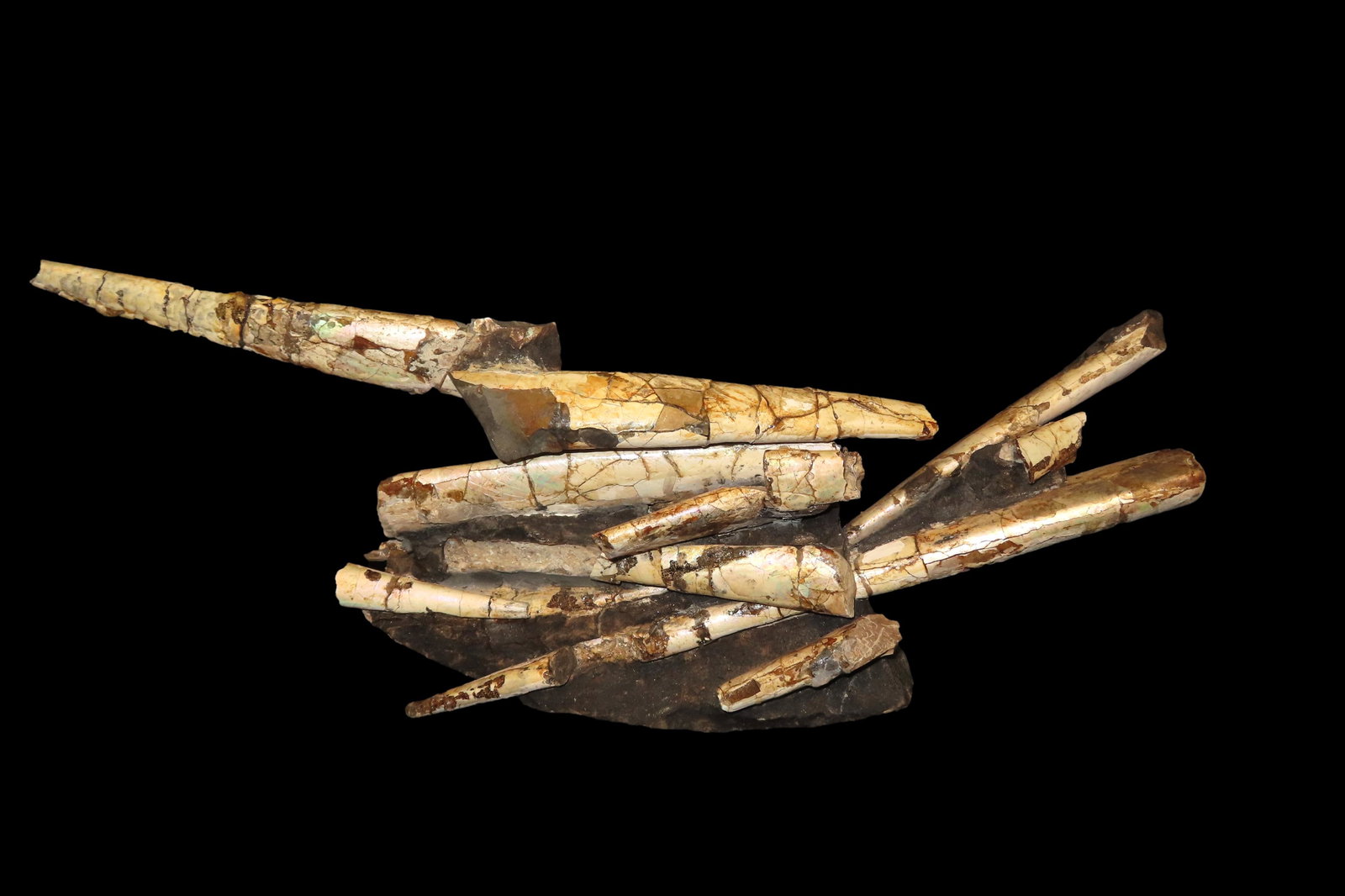 Baculite Cluster.  Restored as found in the nodule.   Pierre Shale Frm., Cretaceous, 65 MYA. (1 of 4)