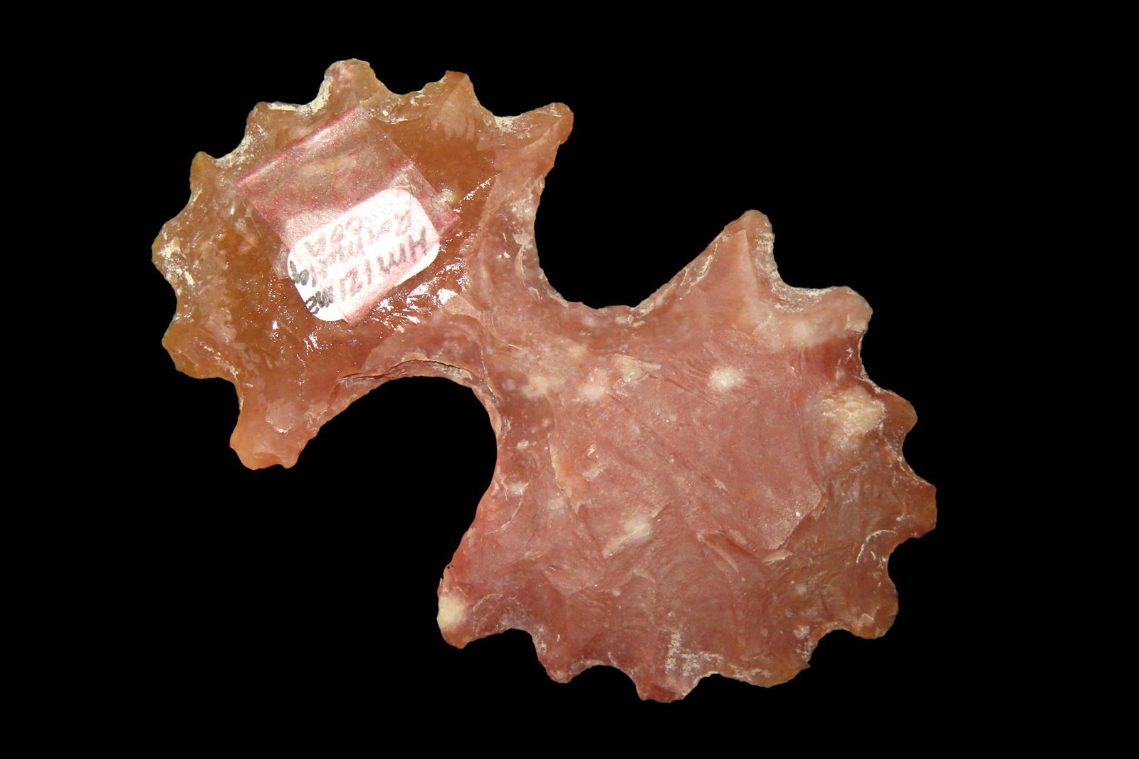 2 7/8" Mayan Eccentric, Motley COA, Found in Belize (1 of 9)