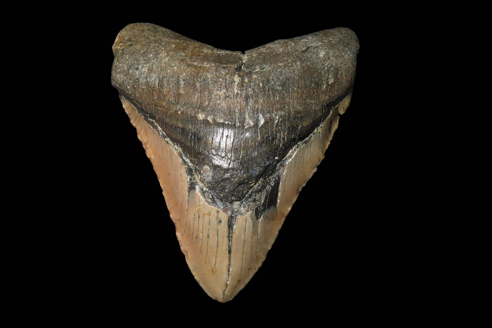 5" Megladon Shark Tooth Fossil found in South Carolina: 5" Megladon Shark Tooth Fossil found in South Carolina