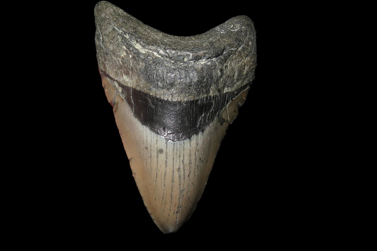 5 1/4" Megladon Shark Tooth Fossil found in South Carolina: 5 1/4" Megladon Shark Tooth Fossil found in South Carolina