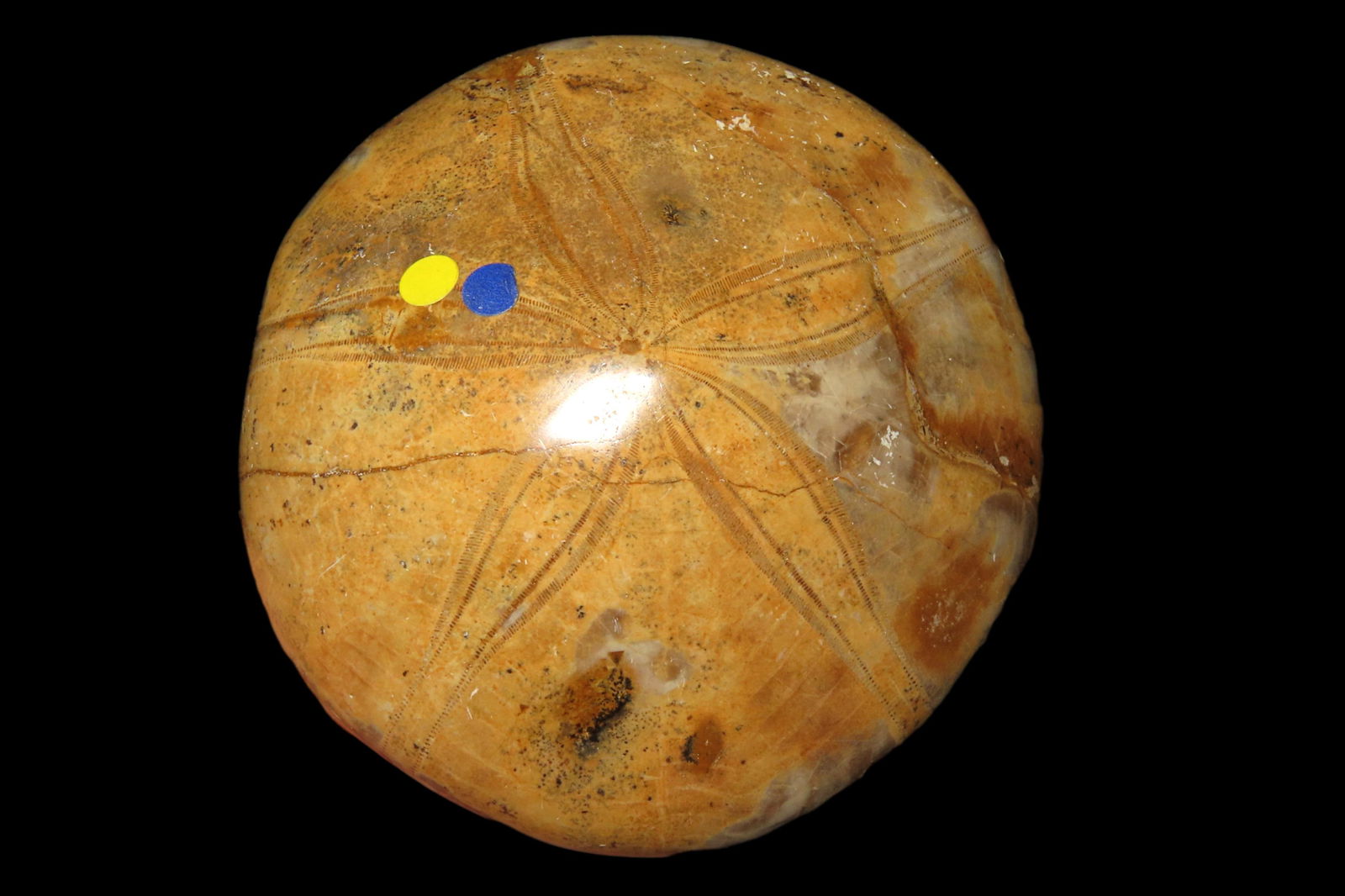 Starfish Fossil made From Madagascar: Starfish Fossil made From Madagascar