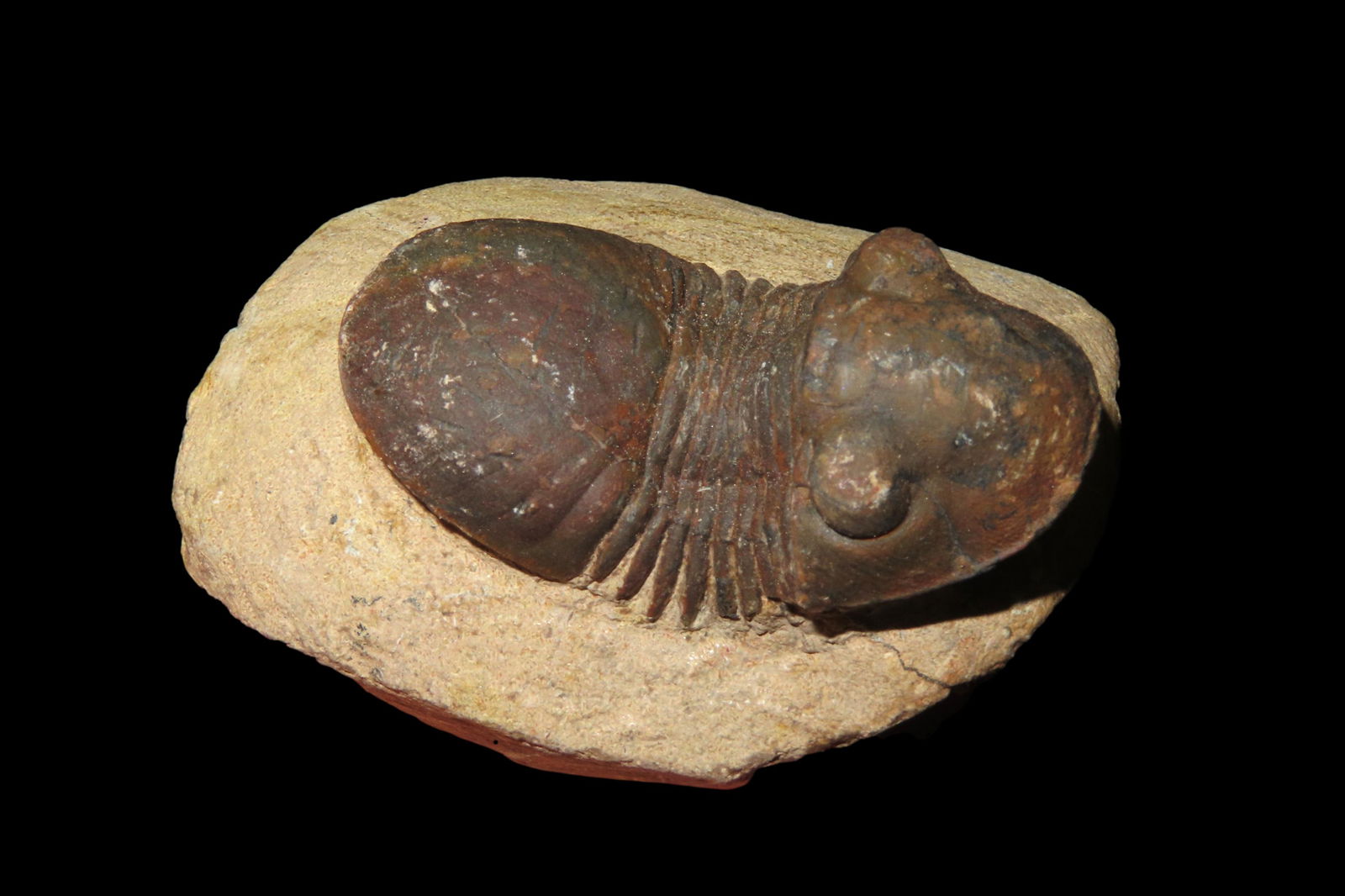 2" Trillibite Fossil on Matrix: 2" Trillibite Fossil on Matrix