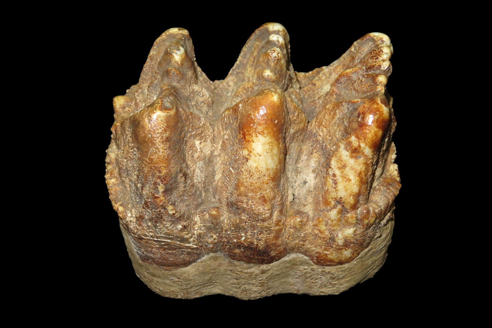 4 1/2" Mastadon Tooth found in Jefferson County Missouri found by John T Smith Kirkwood MO: 4 1/2" Mastadon Tooth found in Jefferson County Missouri found by John T Smith Kirkwood MO