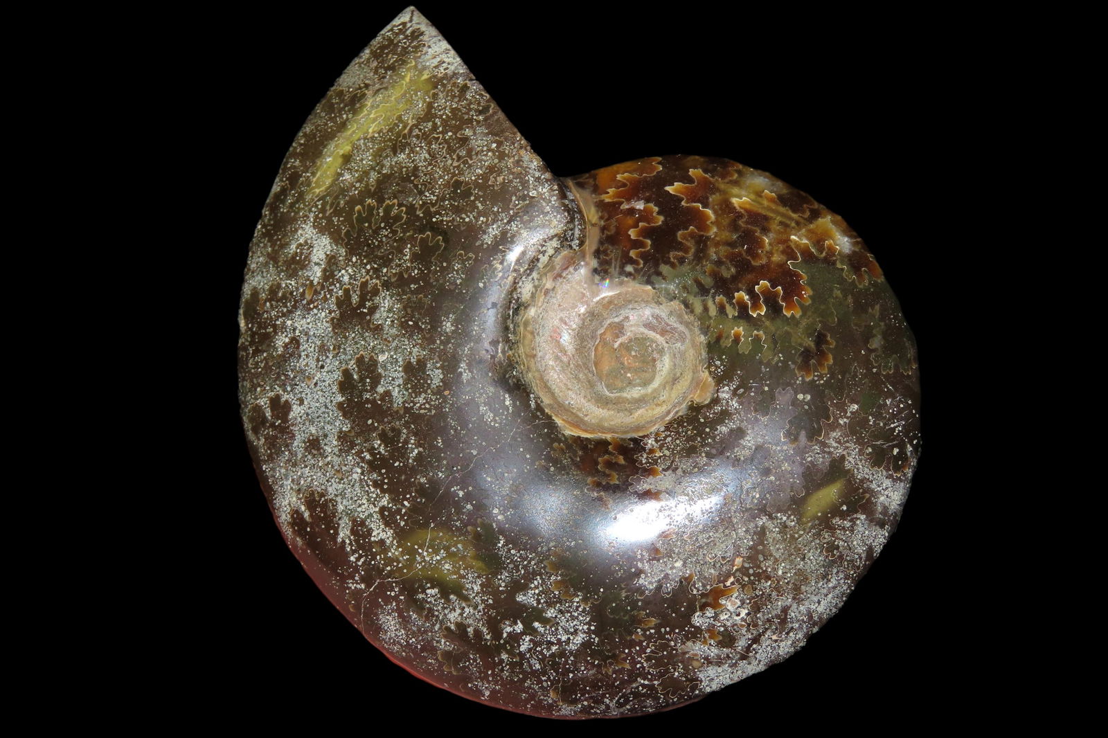5" Ammonite, Highly Polished, Beautiful Colors (1 of 7)
