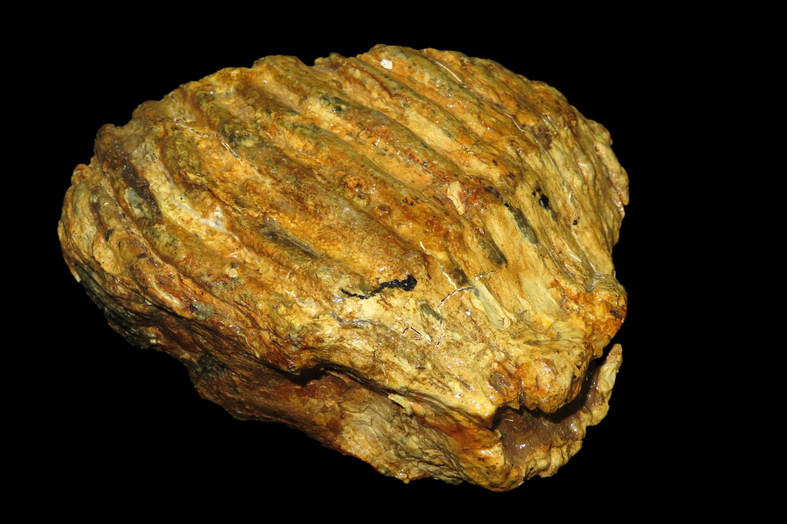 7: Mammoth Tooth Fossil found in Missouri: 7: Mammoth Tooth Fossil found in Missouri