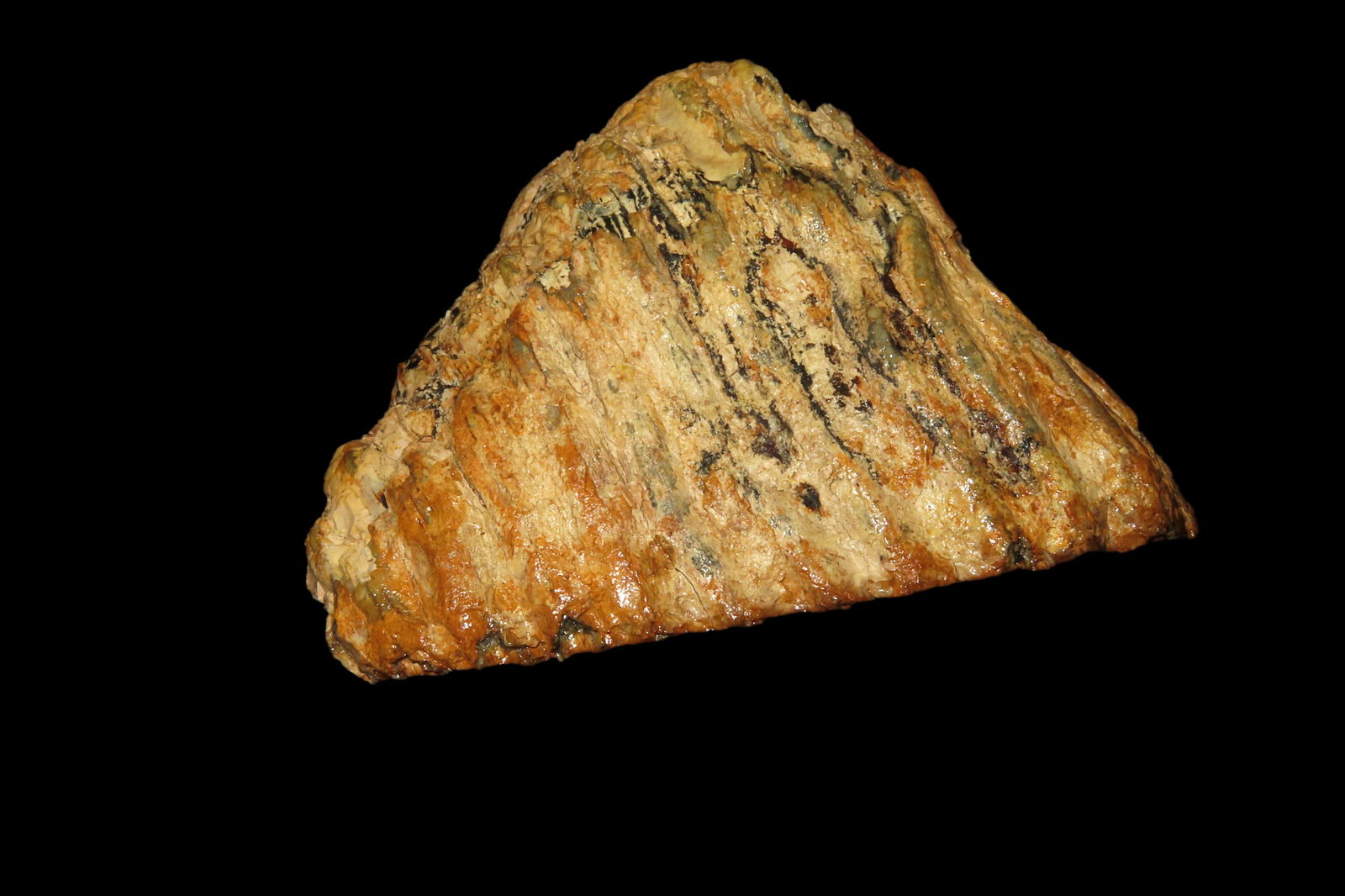 4 1/2" Mammoth Tooth Fossil found in Missouri: 4 1/2" Mammoth Tooth Fossil found in Missouri