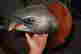 item-130149240=3